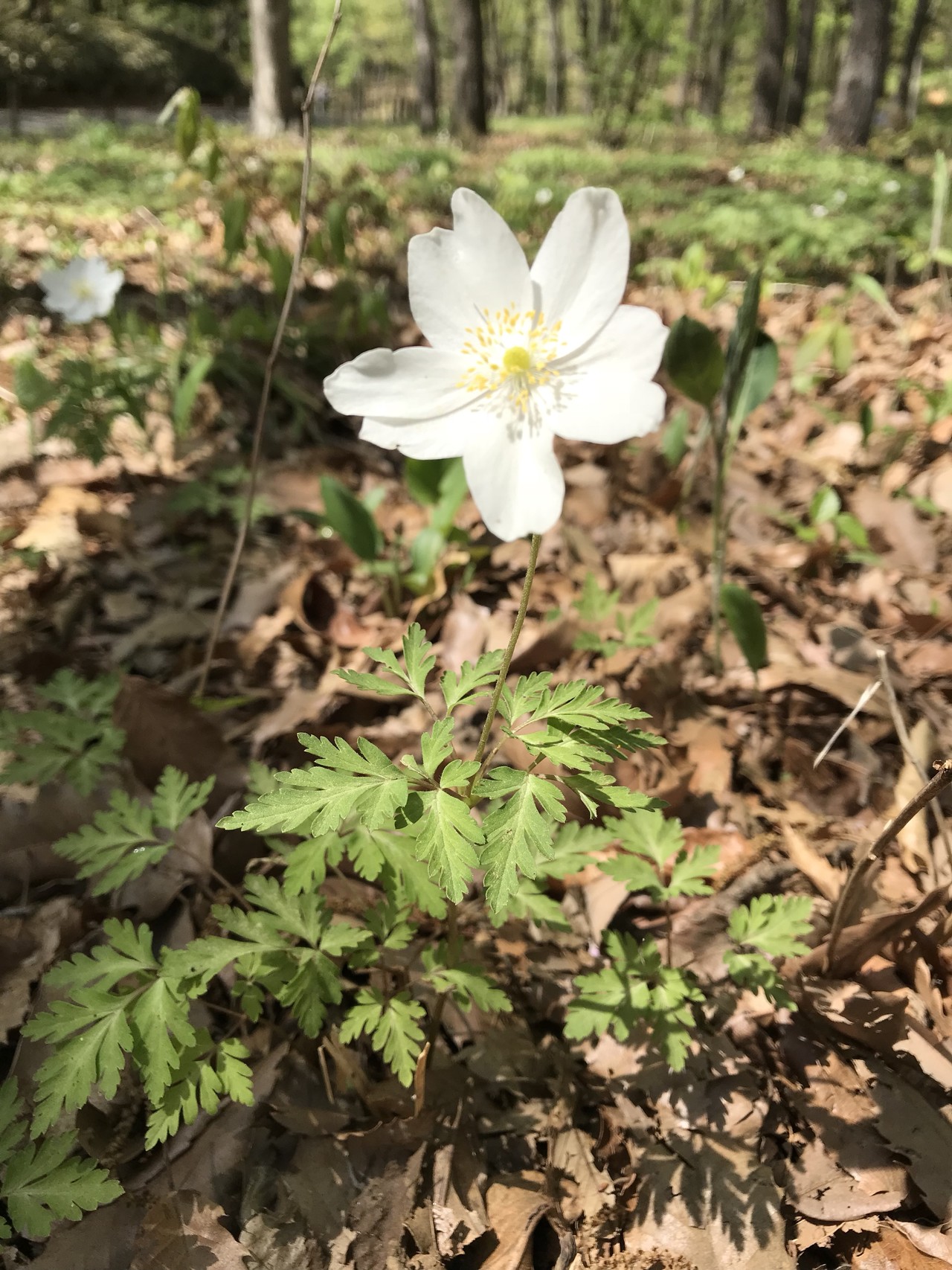 オキナグサの花咲く昭和記念公園 ずおずおむさんの国分寺市の活動日記 Yamap ヤマップ