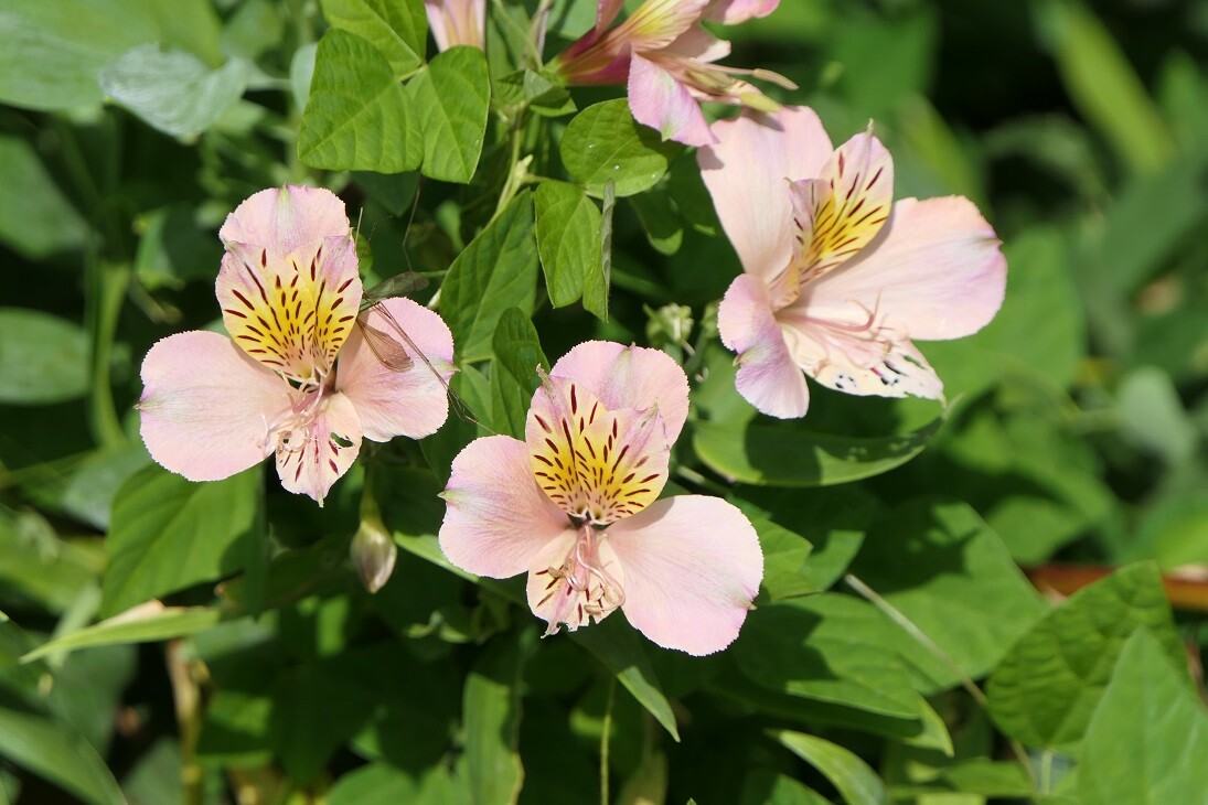 袴ヶ仙 はかまがせん に世界最古の文字を訪ねて 那岐山 滝山 広戸仙の写真39枚目 39アルストロメリア ピンクのアルストロ Yamap ヤマップ