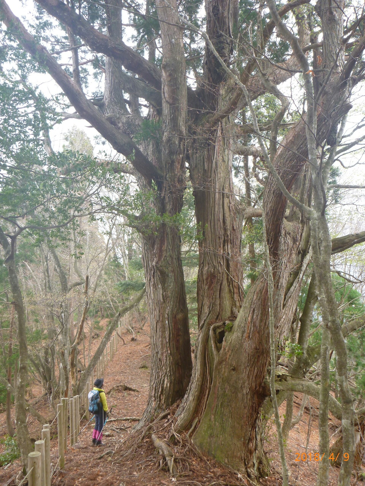 京都北山 井ノ口山779 0m 伏条台杉群 巨樹 巨木林 を訪ねて Shimoさんの鍋谷山 井ノ口山 湯槽山 片波山 の活動日記 Yamap ヤマップ