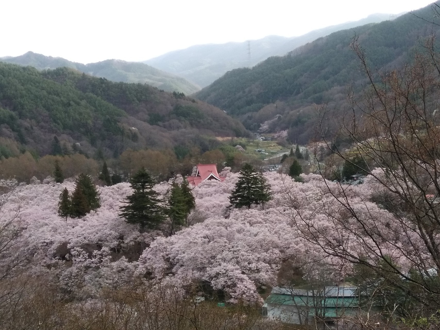 1泊2日の高遠桜 桃源郷 ぴろみさんの三界山 伊那市 の活動データ Yamap ヤマップ