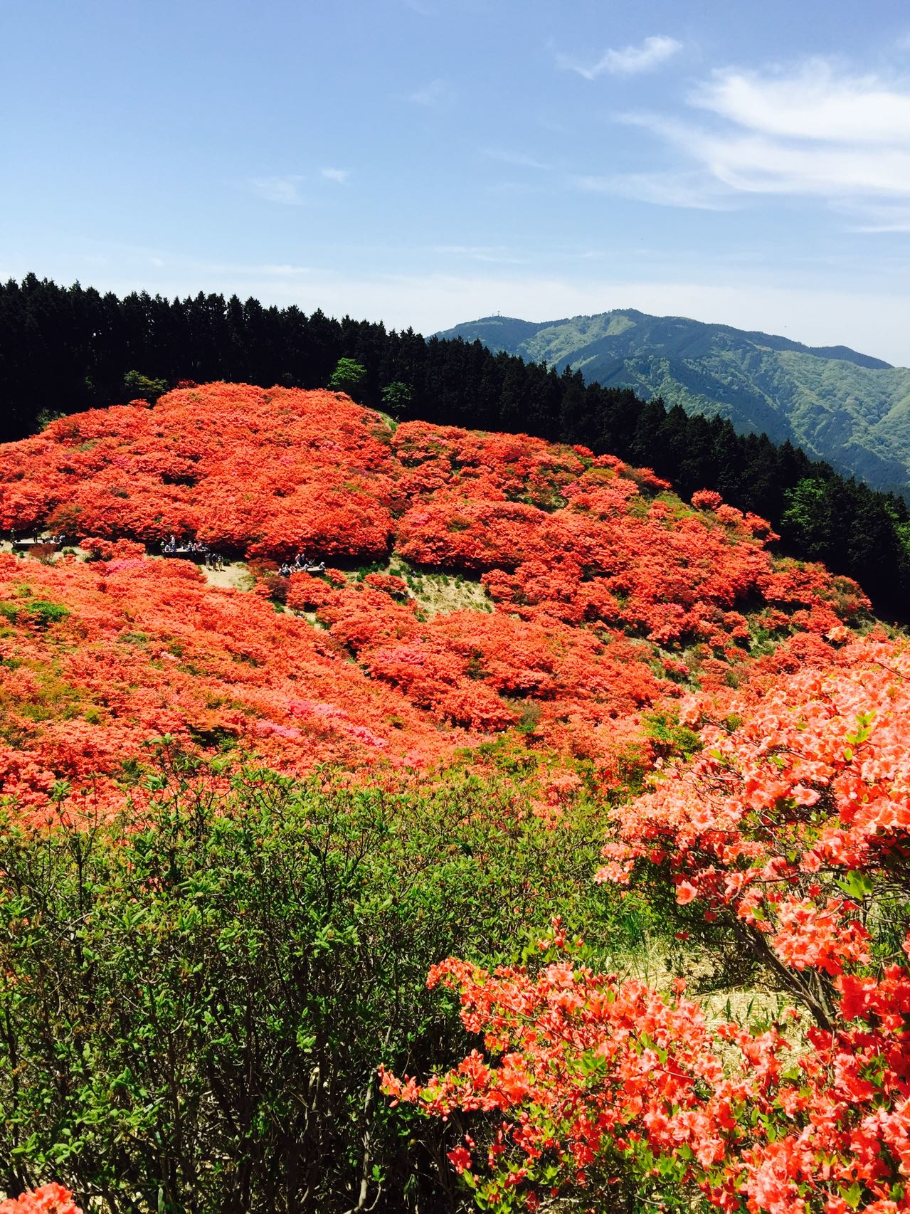 葛城山 ツツジ 見頃です Shin16さんの金剛山 二上山 大和葛城山の活動データ Yamap ヤマップ