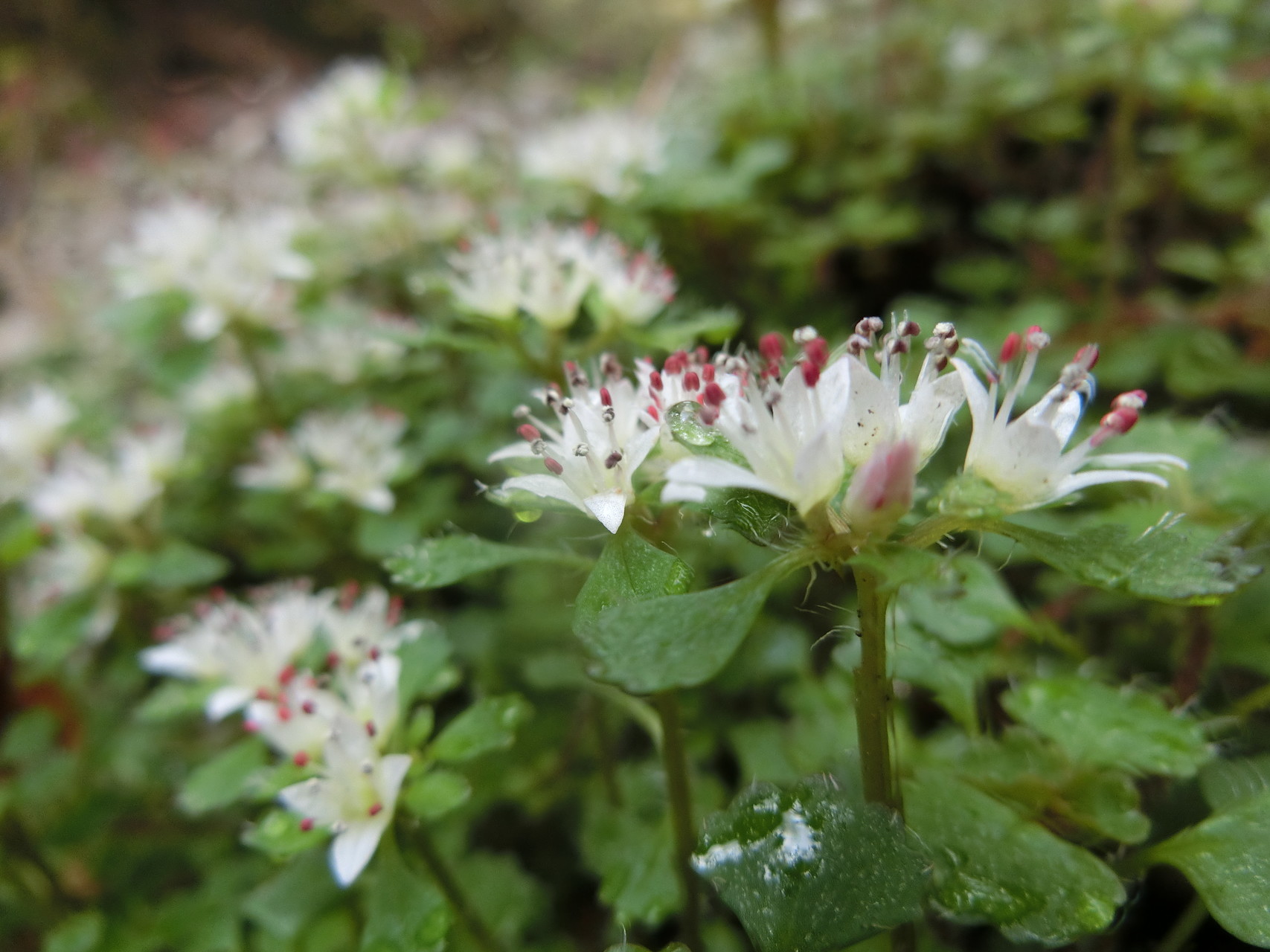 ﾊﾅﾈｺﾉﾒｿｳ ﾋﾄﾘｼｽﾞｶを見に水晶谷へ Chakkinさんの六甲山 長峰山 摩耶山の活動データ Yamap ヤマップ