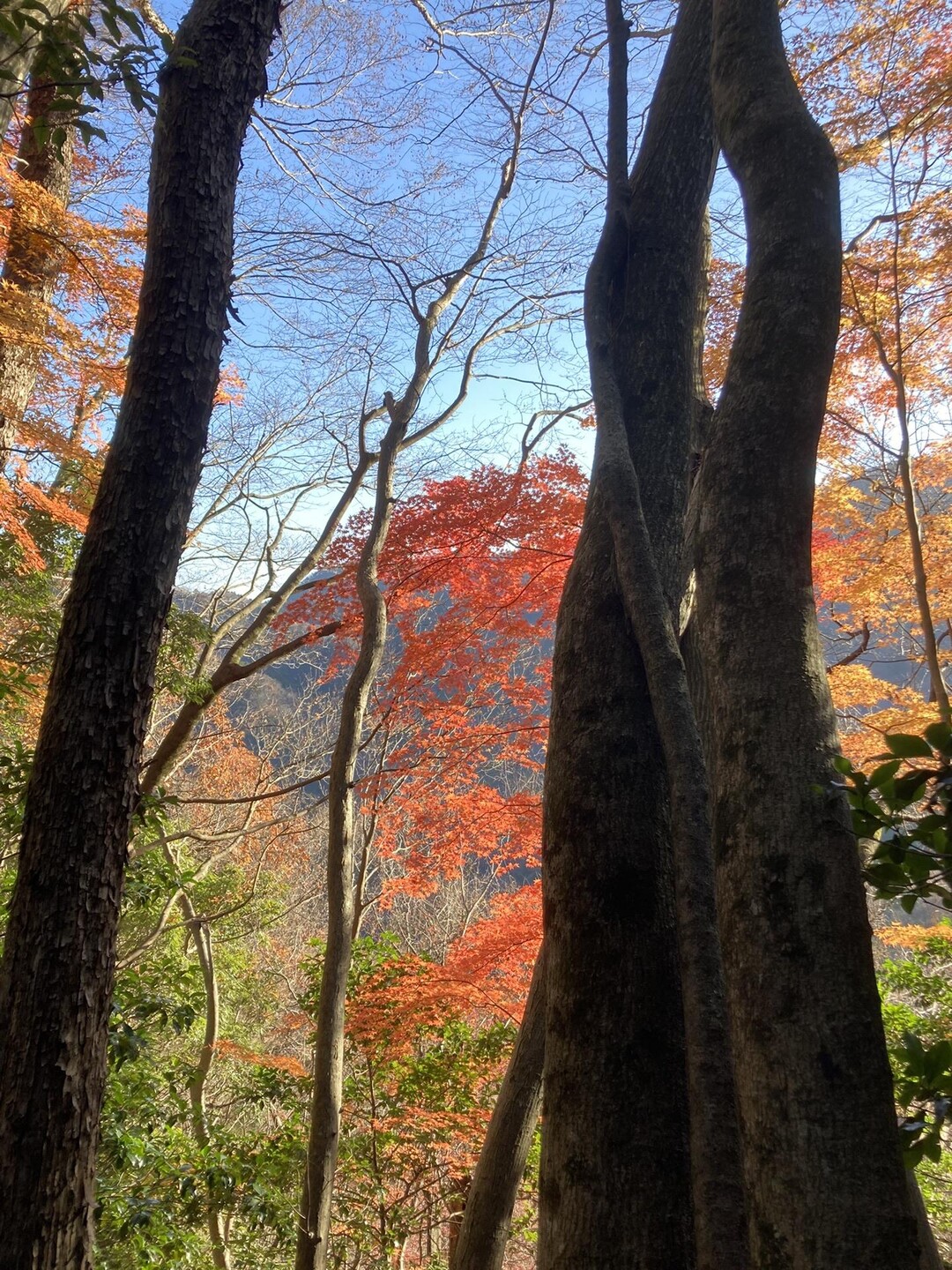 大山（北尾根）・境沢ノ頭・ミズヒノ頭・西沢ノ頭 / にじ どろっぷさんの大山の活動データ YAMAP / ヤマップ