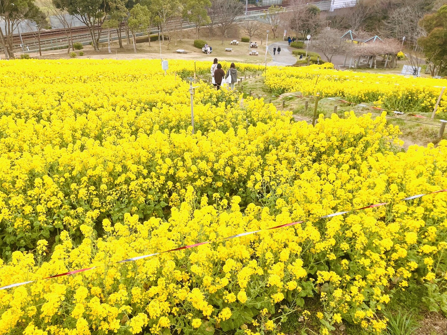 神戸市須磨区の総合運動公園に菜の花を見に こばごうさんのモーメント Yamap ヤマップ