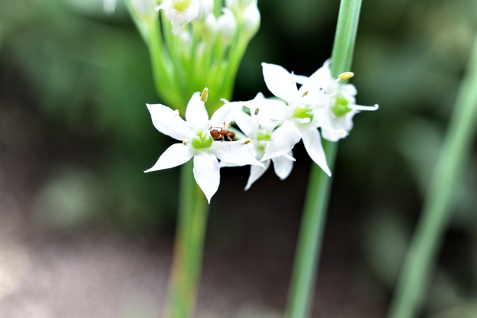 全然登れてないけれど 祖母山の写真28枚目 ニラの花 花言葉は 多幸 星への願い Yamap ヤマップ