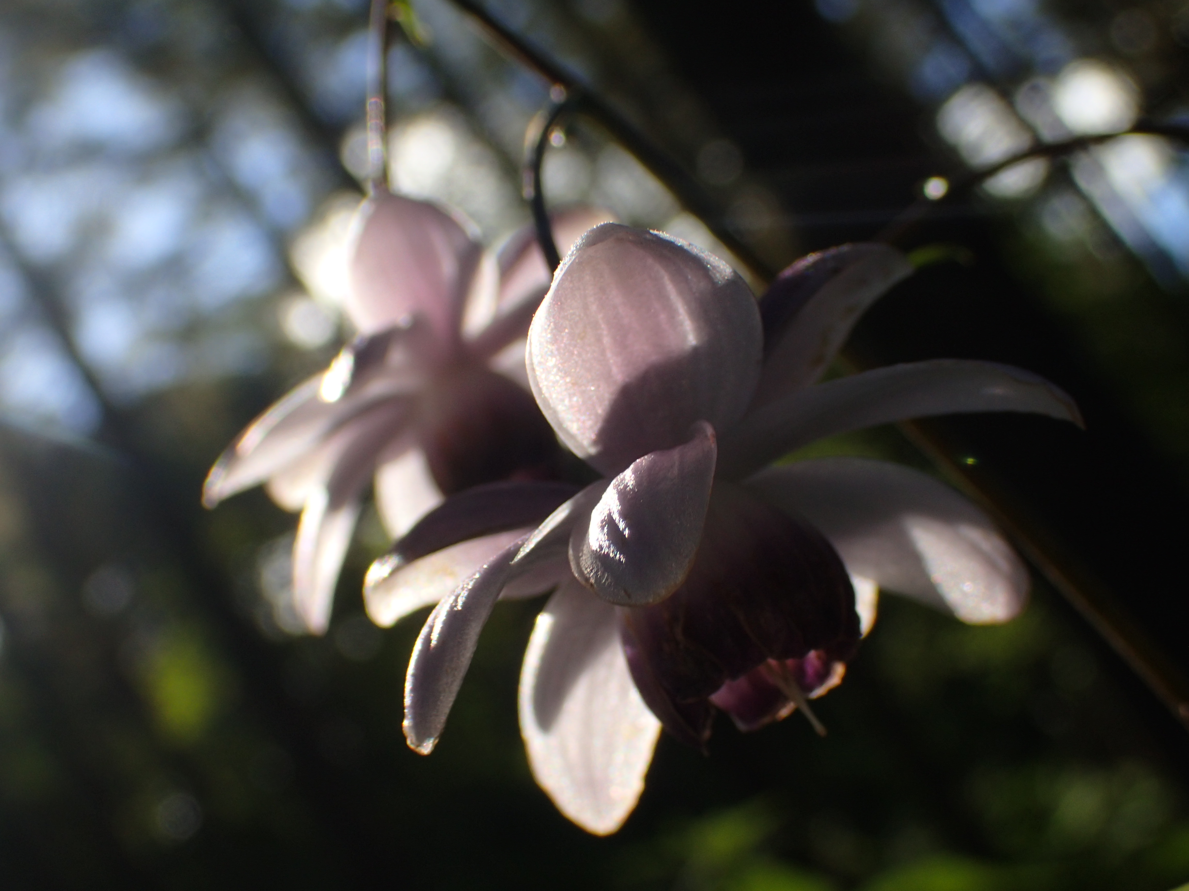 入笠山 花の都へタイムトリップ 2019 09 08 わかりんさんの入笠山の活動日記 Yamap ヤマップ