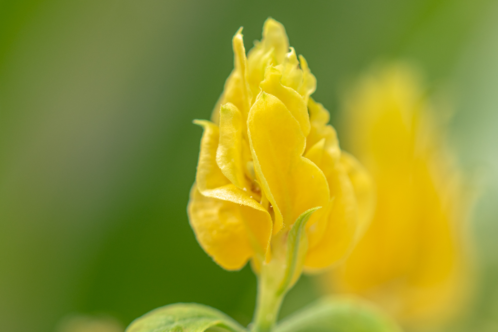 兵庫県 みとろフルーツパーク でウオーキング 22 04 17 立花さんのウォーキングの活動日記 Yamap ヤマップ
