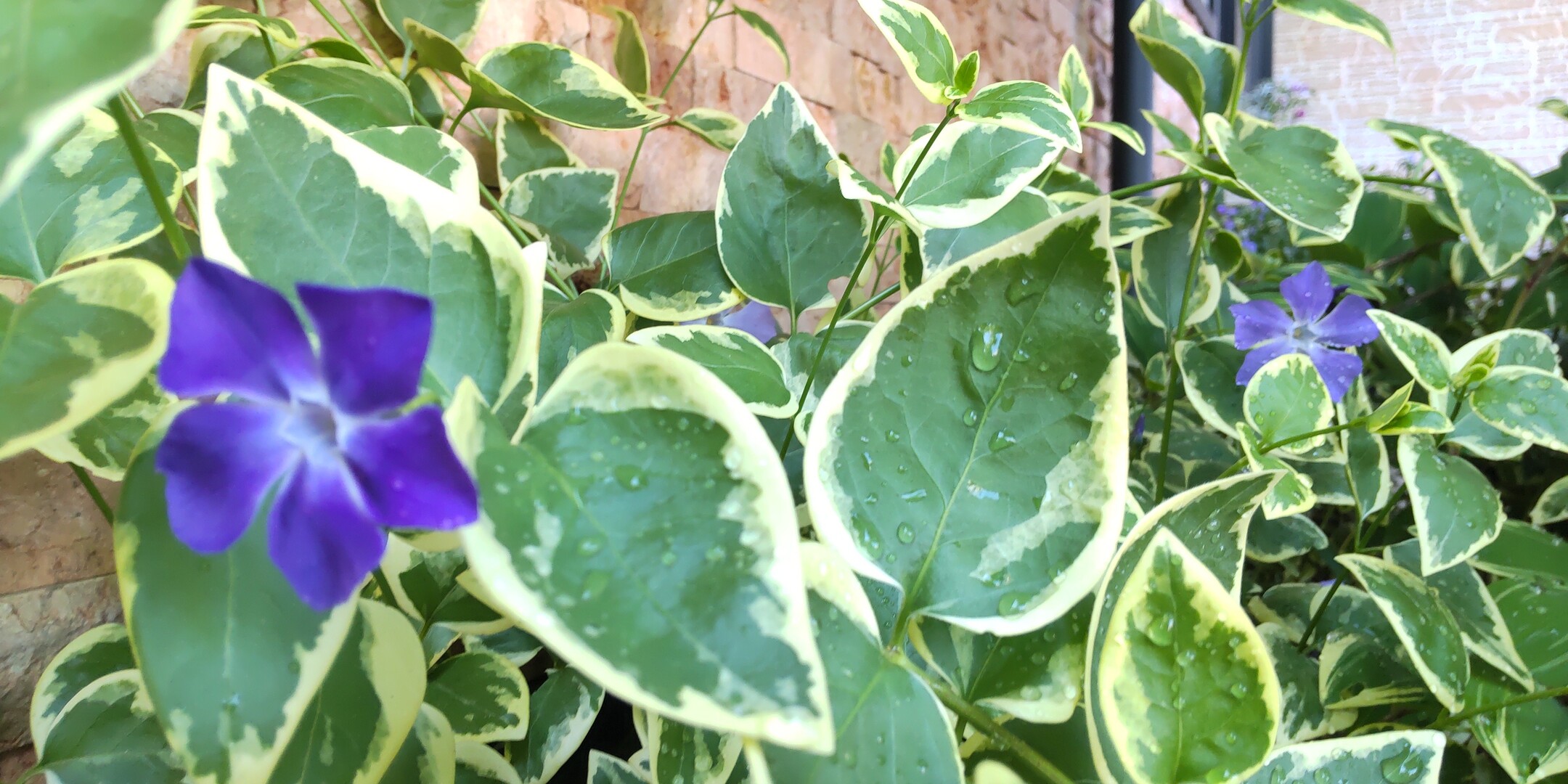 お庭の花探訪 ツル日々草 鳴子蘭 ム 雪割草さんのモーメント Yamap ヤマップ
