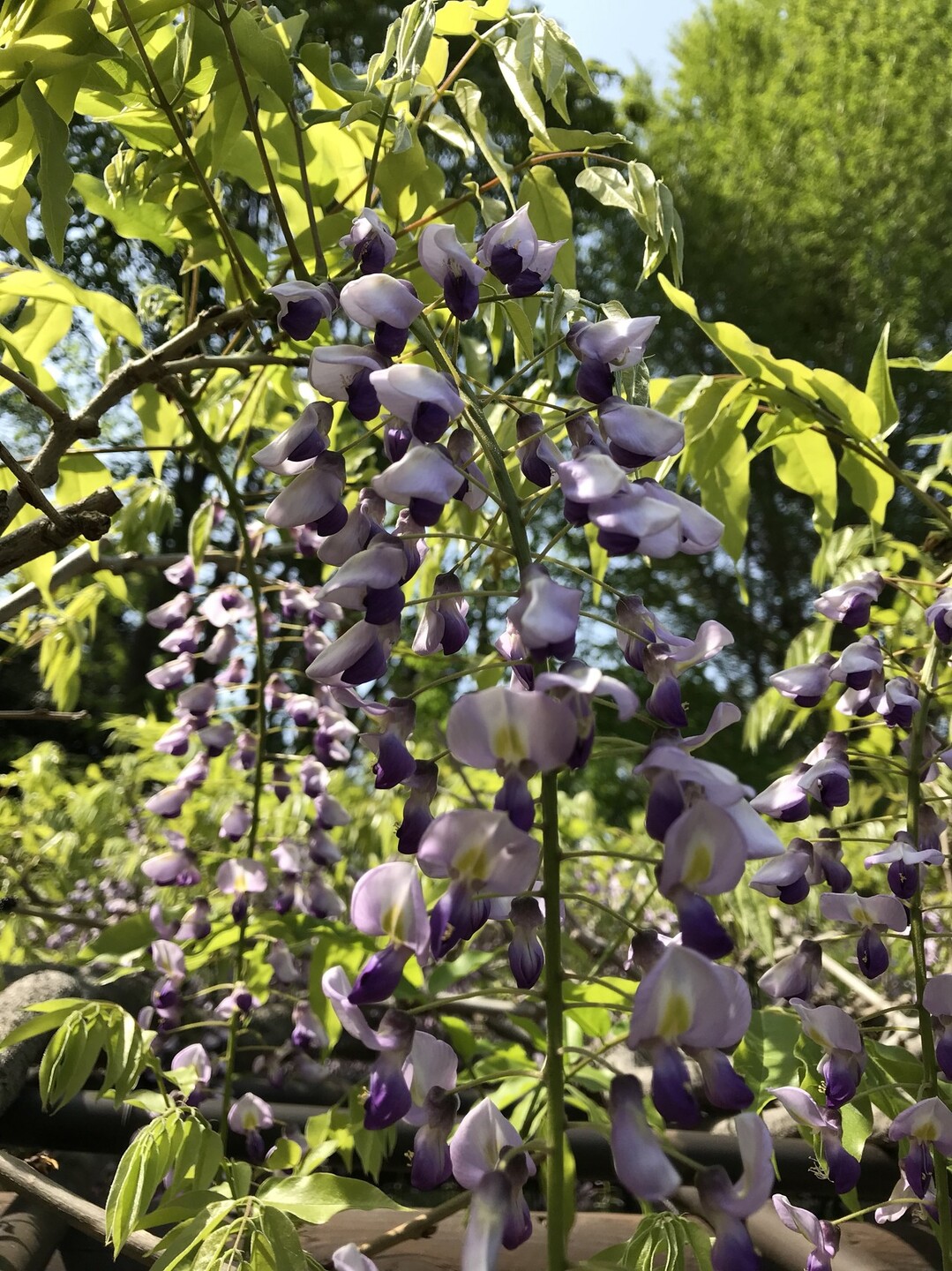 溝の口からフジの花咲く緑ヶ丘霊園 ずおずおむさんの東京都23区 西エリアの活動日記 Yamap ヤマップ