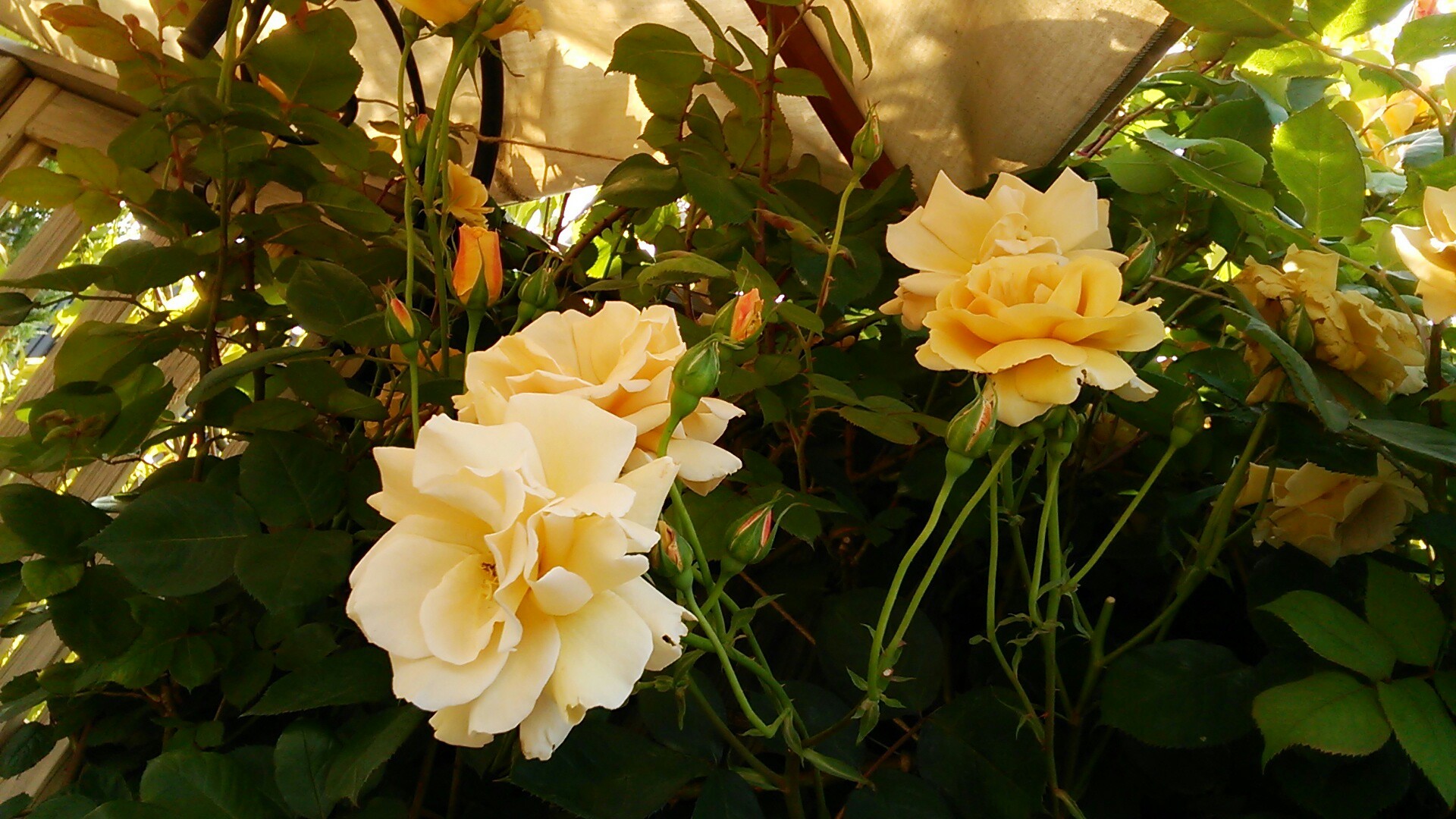 横浜 バラと洋館めぐり マンディさんの横浜市 中央エリアの活動日記 Yamap ヤマップ