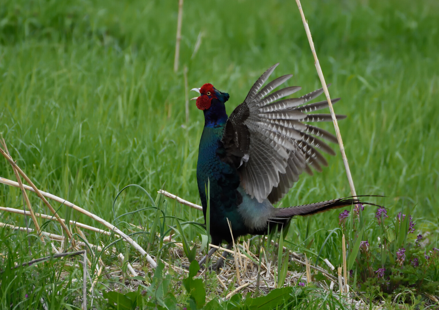 国鳥 キジ 撮影しました チュンさんの明神山 兵庫県 太郎岳の活動日記 Yamap ヤマップ