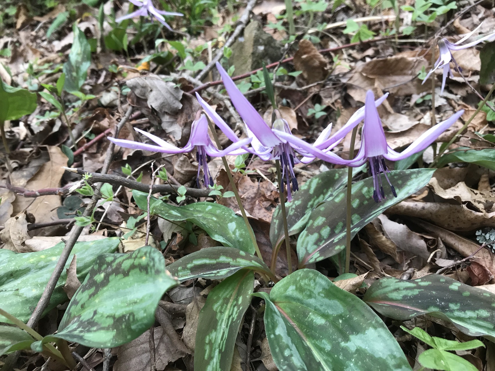 今シーズン最後のカタクリを山行仲間たち満喫しました しみたつさんのポンポン山 京都府 釈迦岳 小塩山の活動データ Yamap ヤマップ