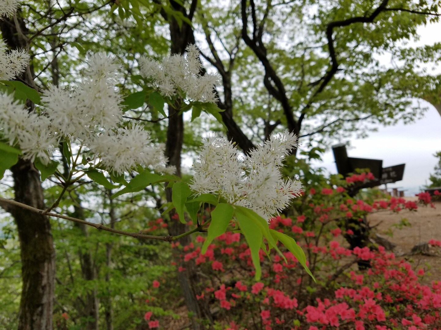 両崖山 今年はアオダモが多いダモ Tayokoさんの両崖山 仙人ヶ岳 石尊山の活動日記 Yamap ヤマップ