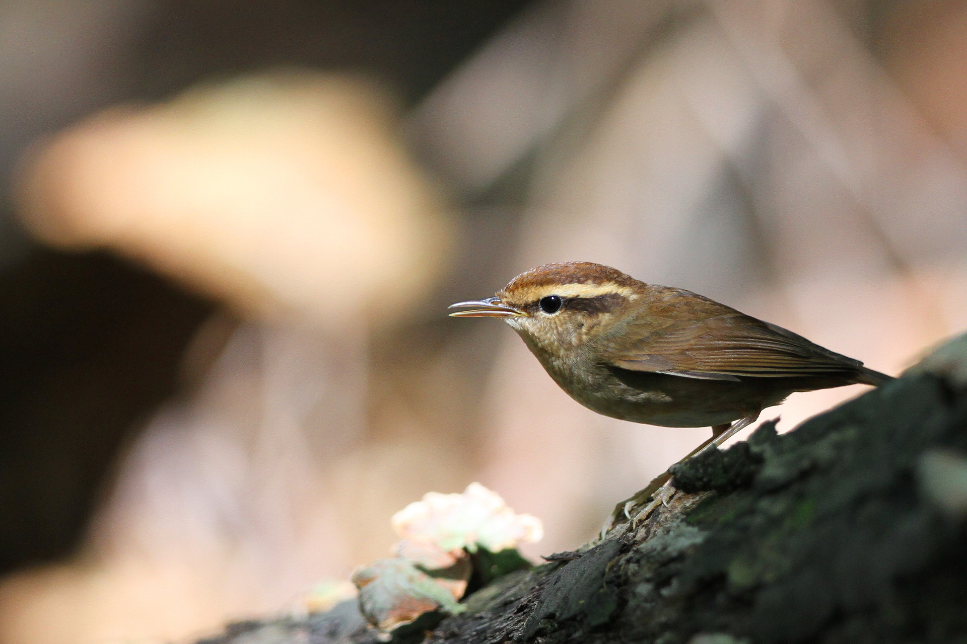 万灯山と自宅周辺の風景撮影 鳥見など Gamaさんの茶臼山 西尾市 万灯山の活動日記 Yamap ヤマップ