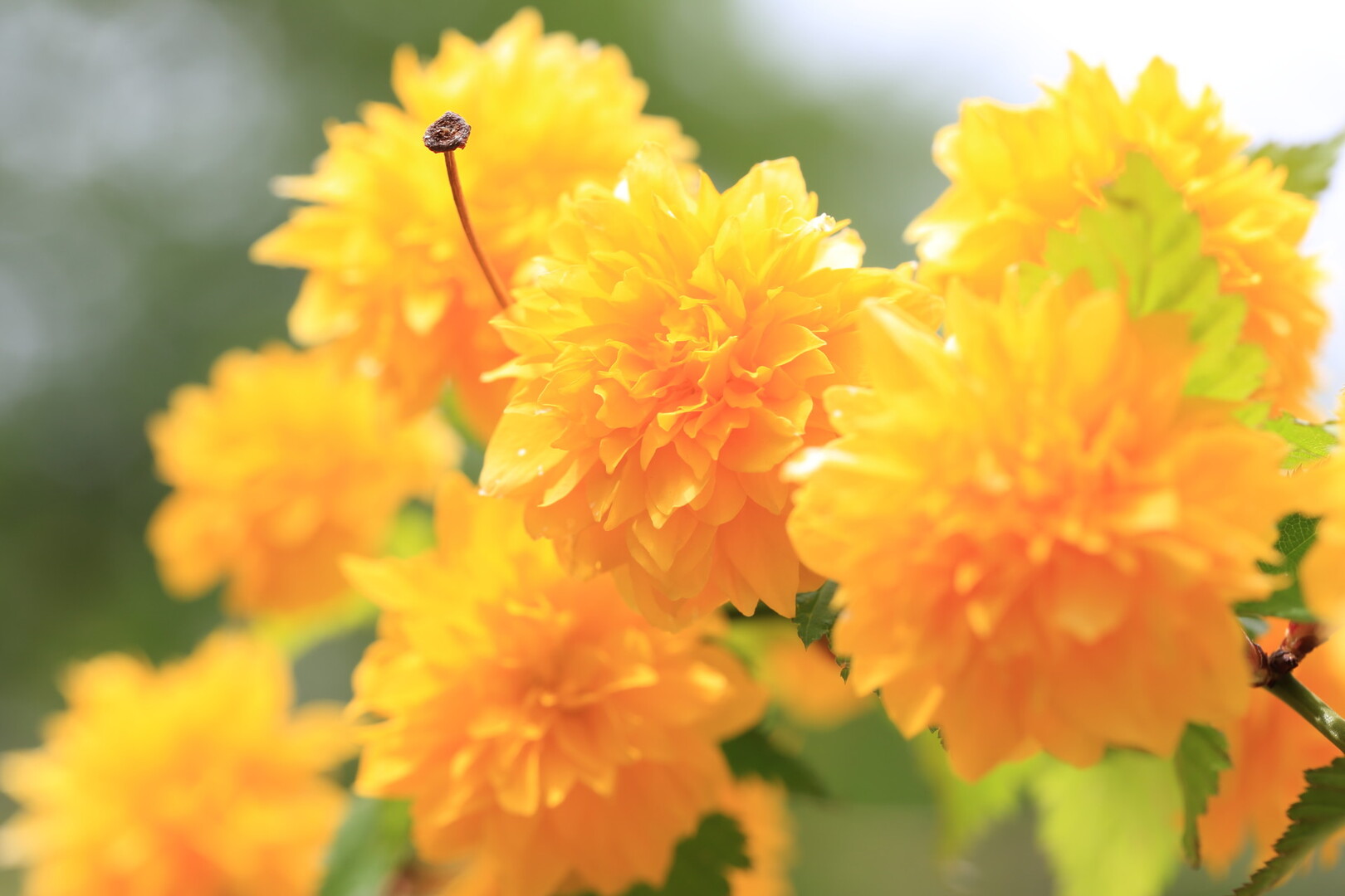 ぶらぶらお散歩 小石川植物園 まめさんの東京都23区 北エリアの活動日記 Yamap ヤマップ