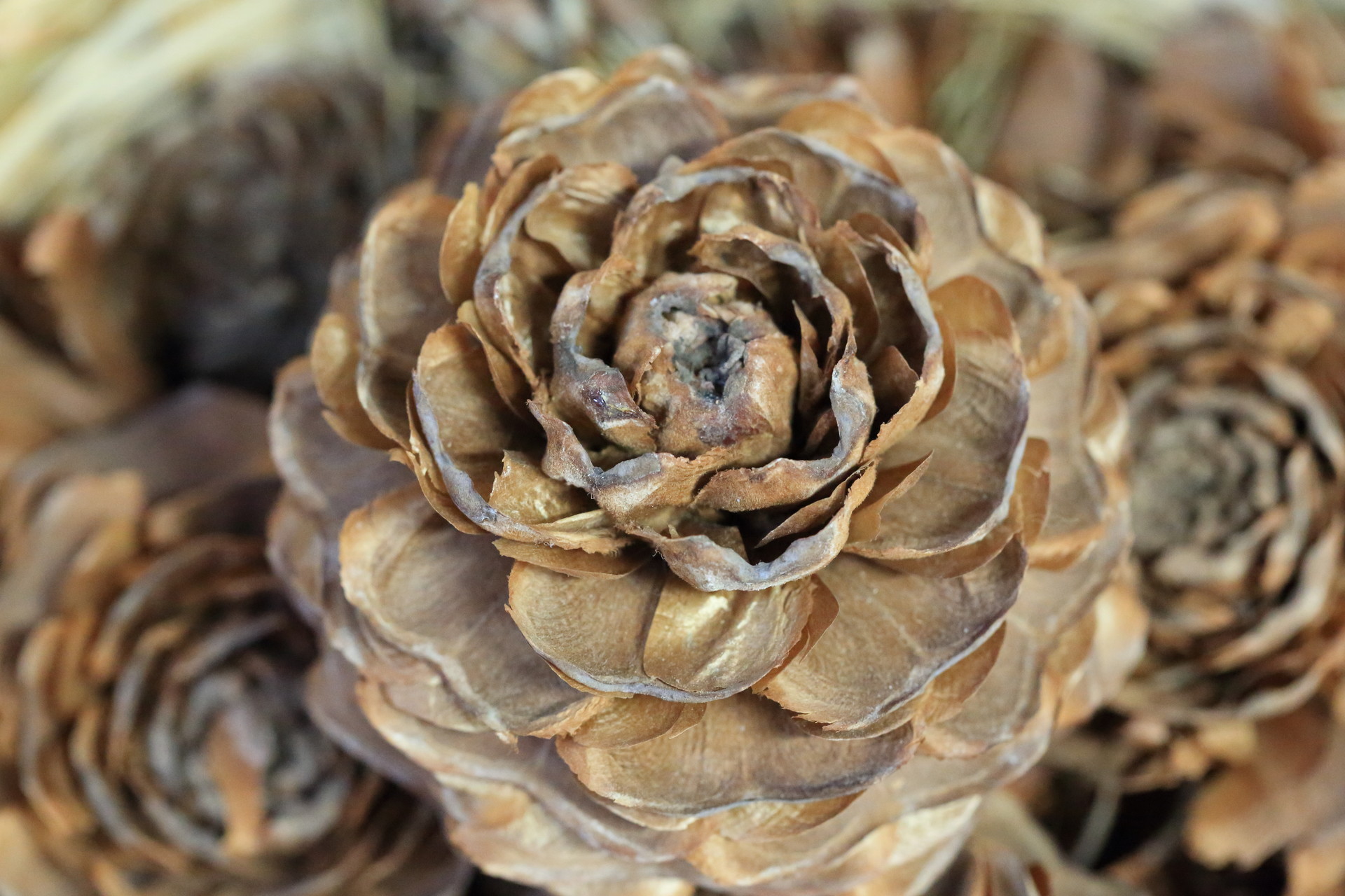 ぶらぶらお散歩 小石川植物園 まめさんの東京都23区 北エリアの活動日記 Yamap ヤマップ