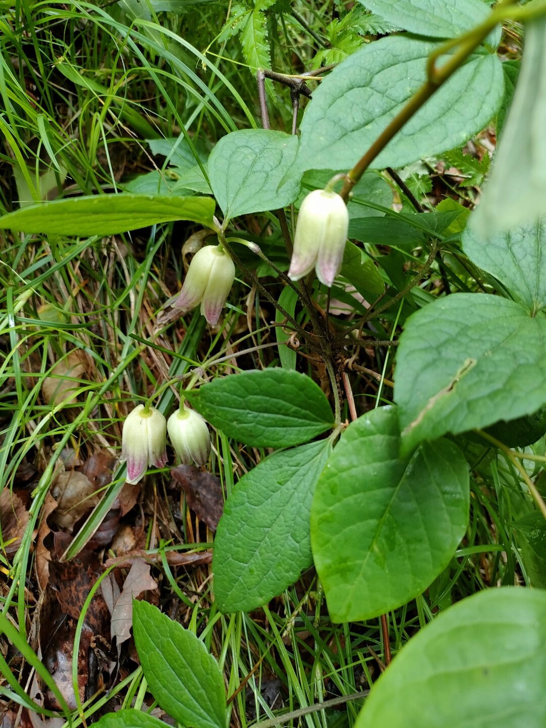 丹生山系 / しゅんさんの丹生山・帝釈山・シビレ山の活動データ YAMAP / ヤマップ