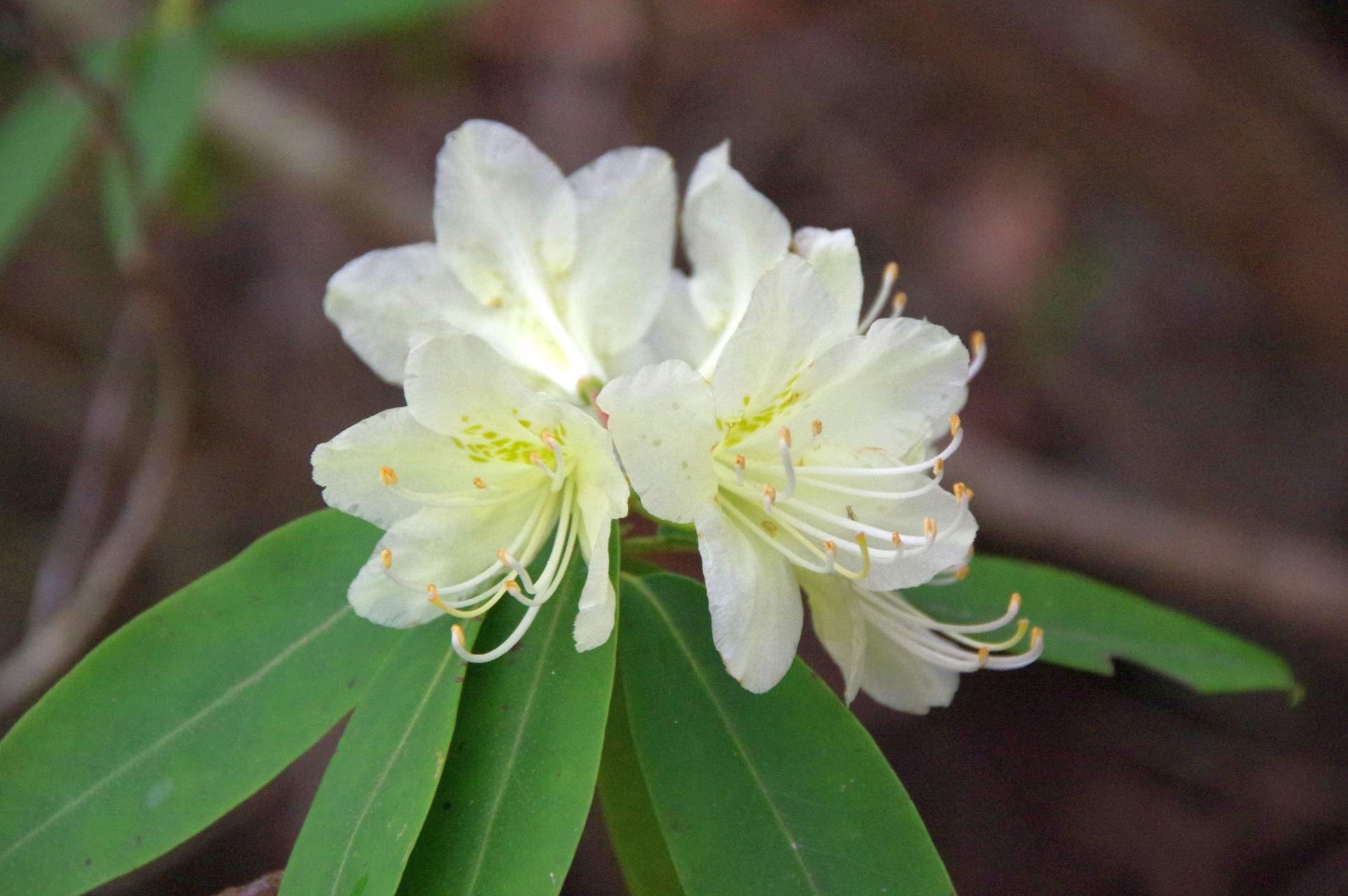 観音岳のヒカゲツツジと堀坂山 ヤマノボラー Minaphmさんの堀坂山 観音岳 桝形山 白米城 の活動データ Yamap ヤマップ