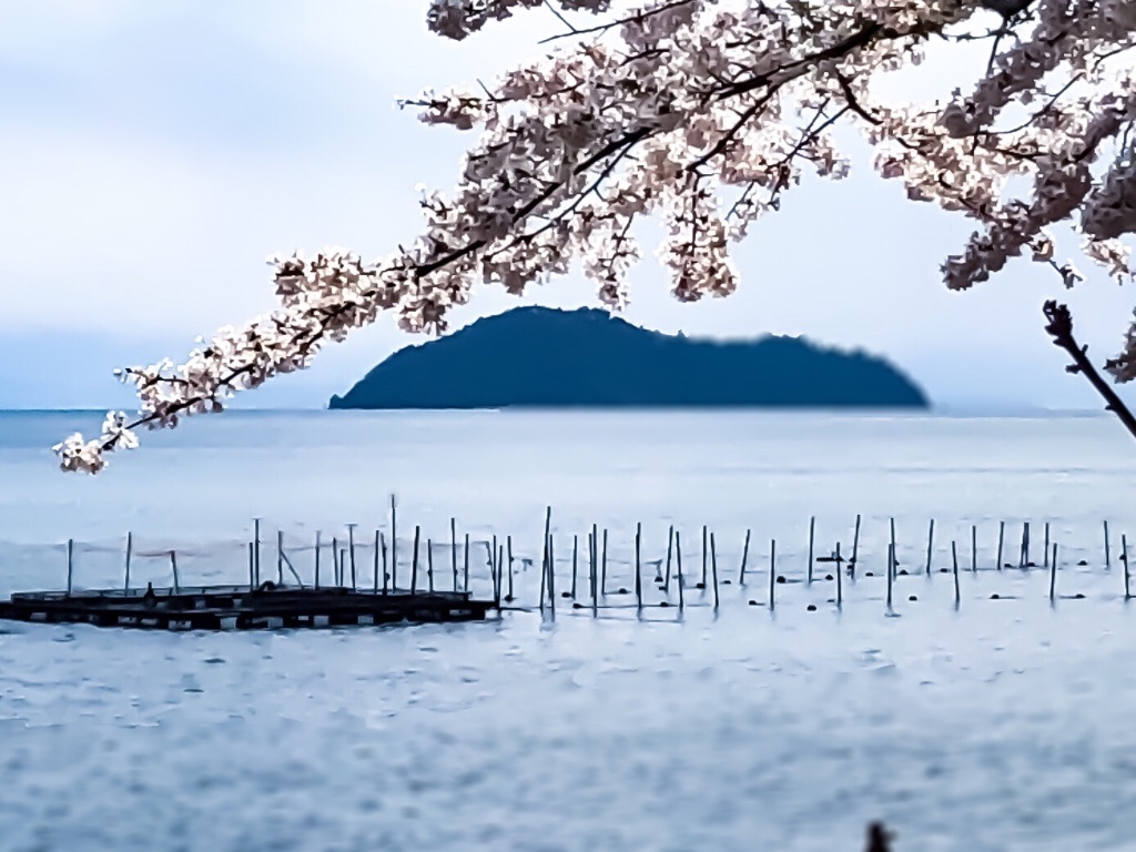 奥琵琶湖４０００本の桜 くろねこさんの東山 滋賀県長浜市 の活動データ Yamap ヤマップ