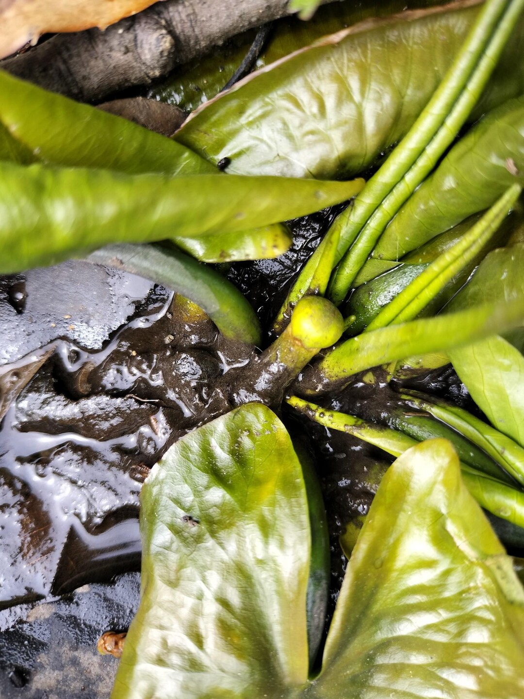 レインボースタジアム / inojunさんの大谷山・滝谷山・城ヶ峰の活動データ | YAMAP / ヤマップ