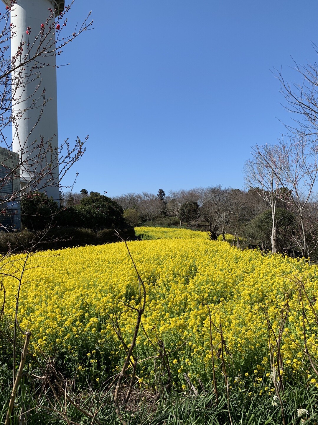 菜の花畑と富士山 大楠山 03 06 ユミィさんの大楠山 武山の活動データ Yamap ヤマップ