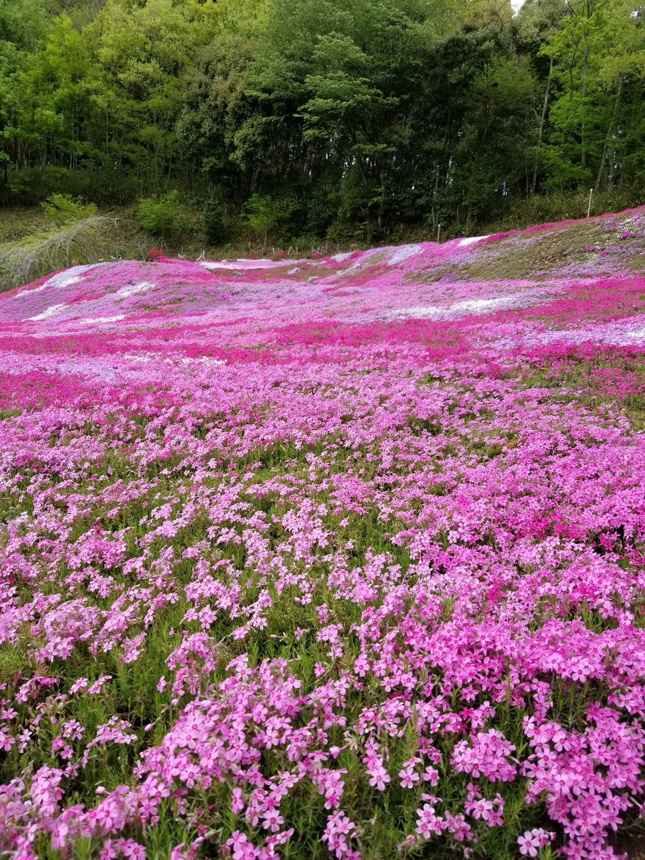奥さん山ガール化計画 其の２ ちょっと遅かった4 000本の山桜 と絶景芝桜を堪能 Wakky さんの九重山 久住山 大船山 星生山の活動データ Yamap ヤマップ