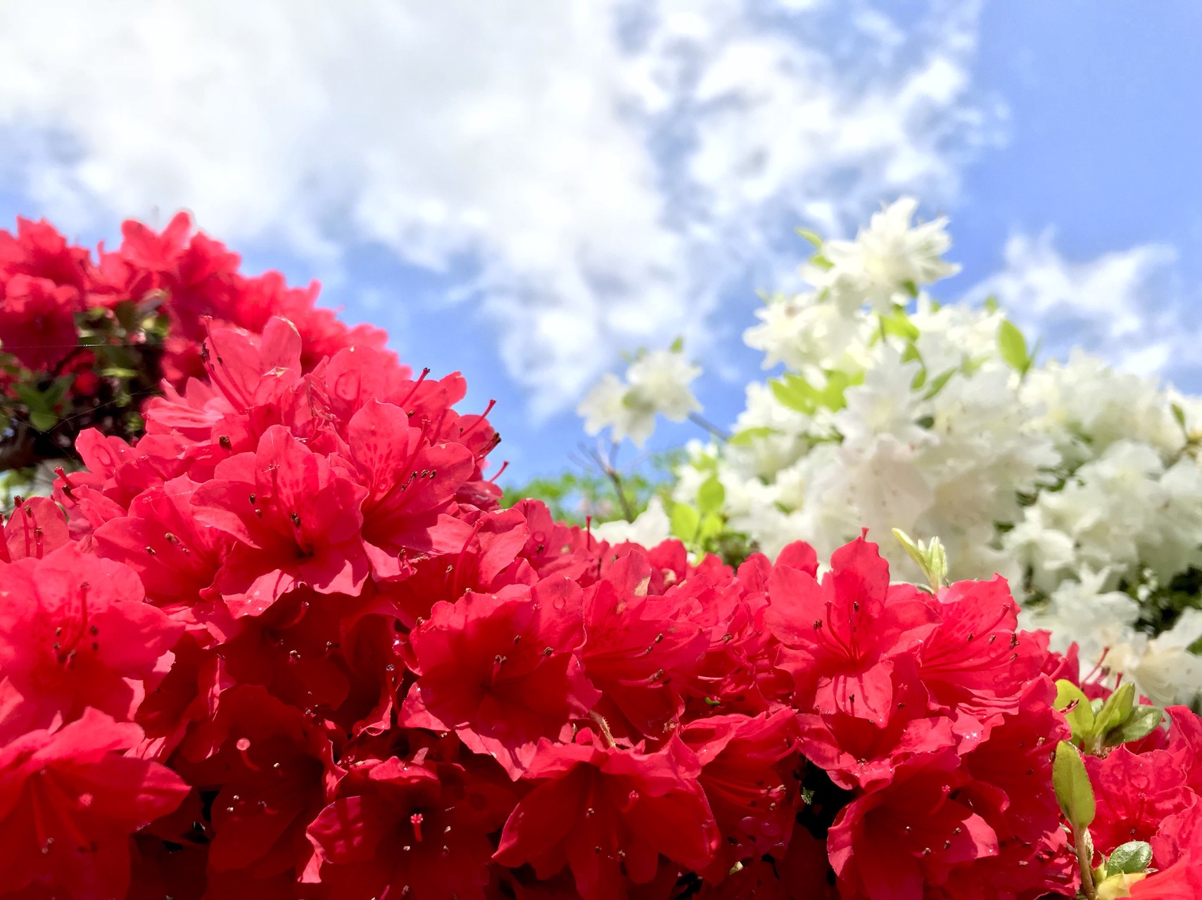 日輪寺つつじ公園へ 熊本県山鹿市 ゆりさんの震岳 日輪寺山の活動日記 Yamap ヤマップ