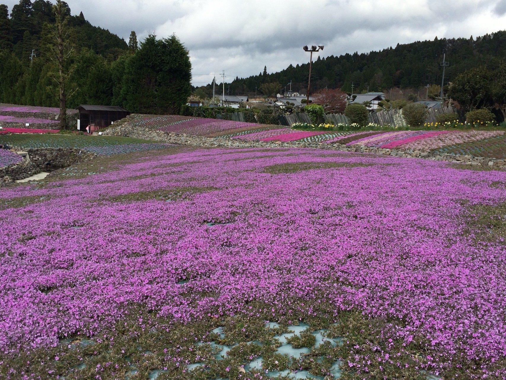 花のじゅうたん 三田市永沢寺 もーさんさんの千丈寺山 てんぐの森の活動データ Yamap ヤマップ
