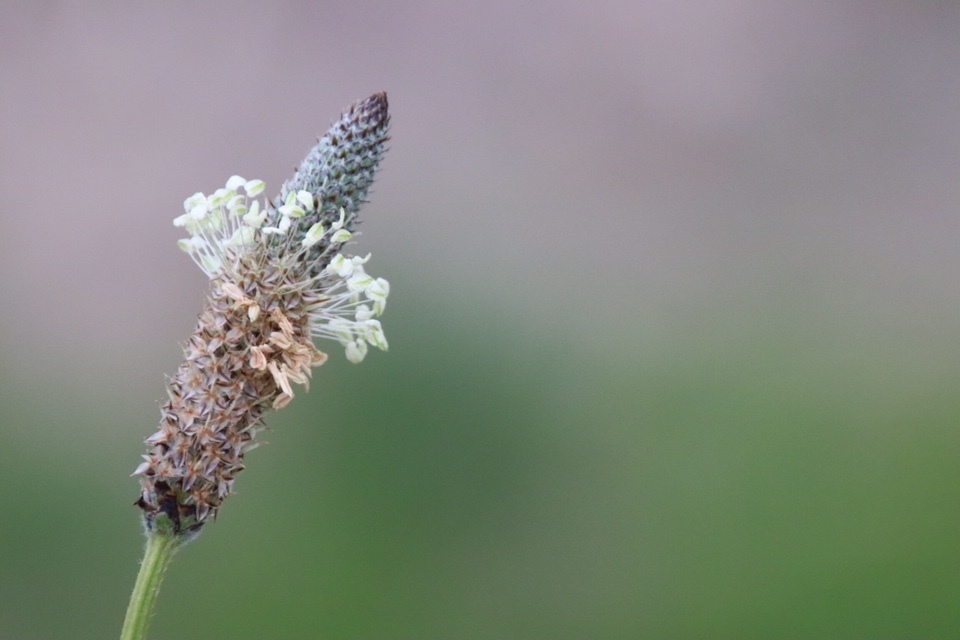 川越市 水鳥の郷 小畔川散策 ヶ岳さんの坂戸市 鶴ヶ島市の活動データ Yamap ヤマップ