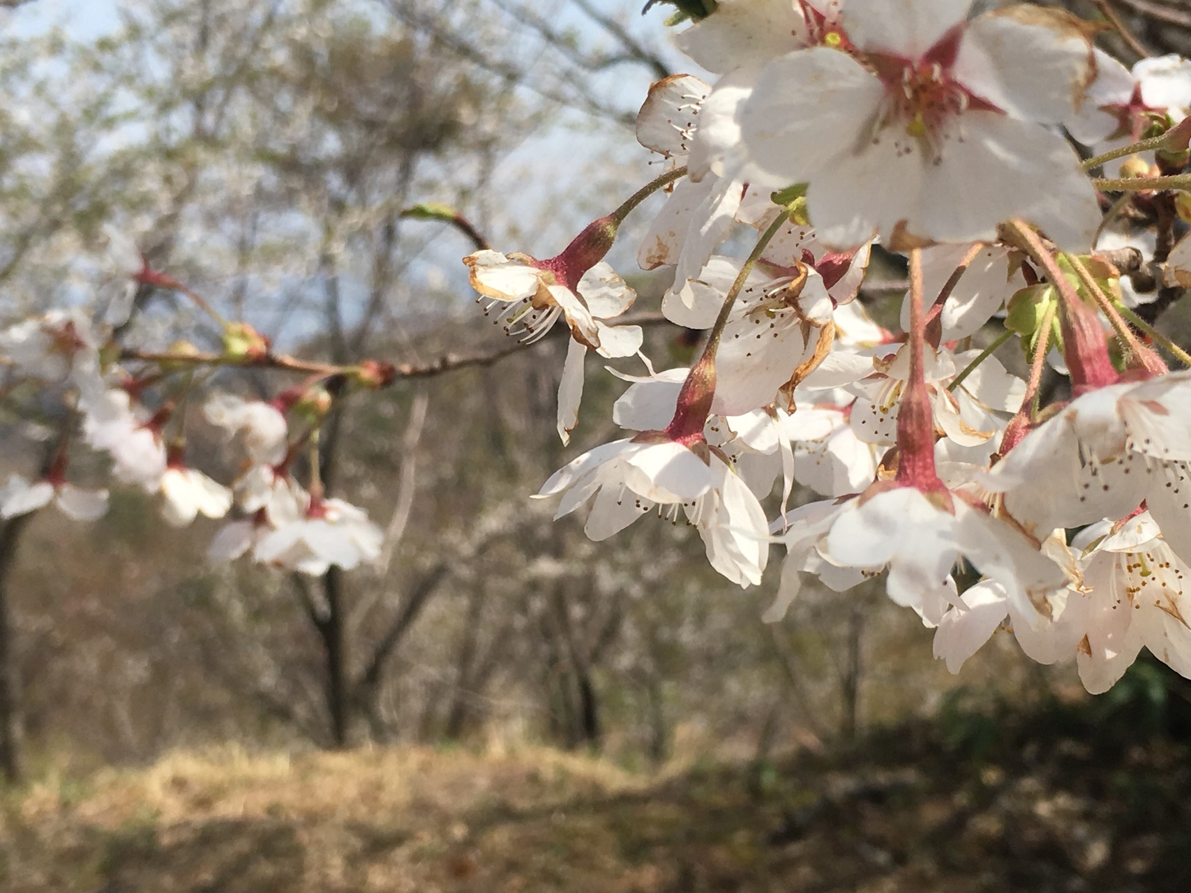 4月10日 春の倶利伽羅峠 越中山猿さんの小矢部市の活動データ Yamap ヤマップ