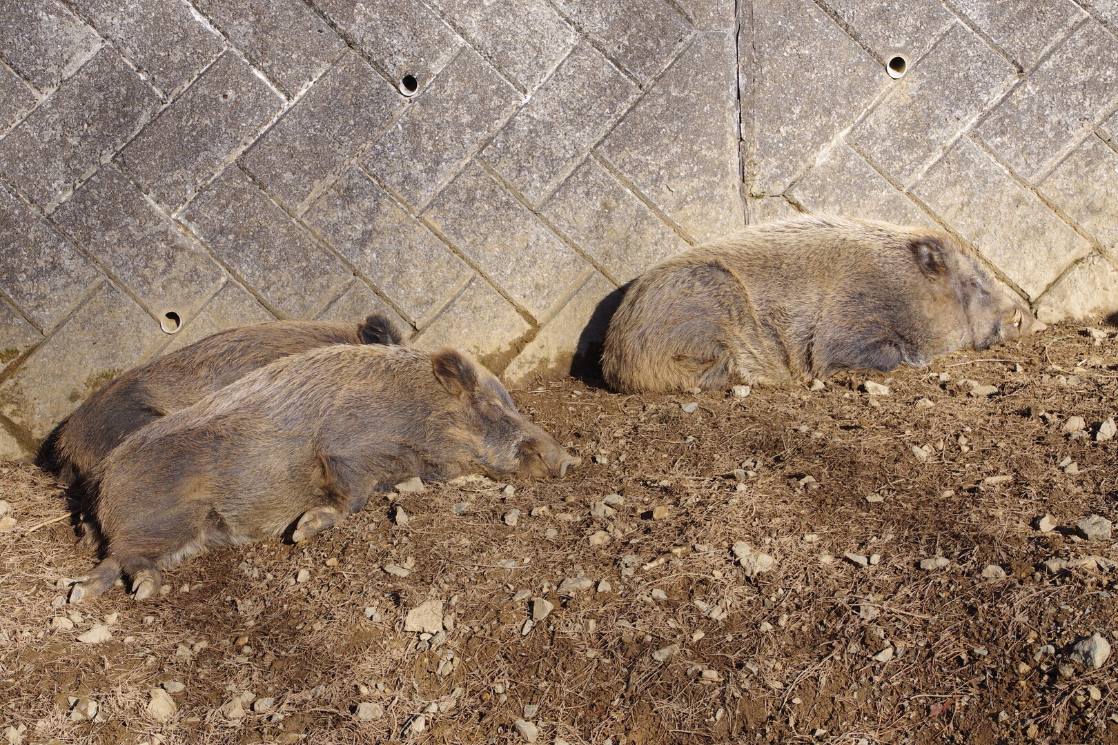 冬の臨時開園 盛岡市動物公園 岩手県盛岡市 ｊｕｎさんの盛岡市の活動日記 Yamap ヤマップ