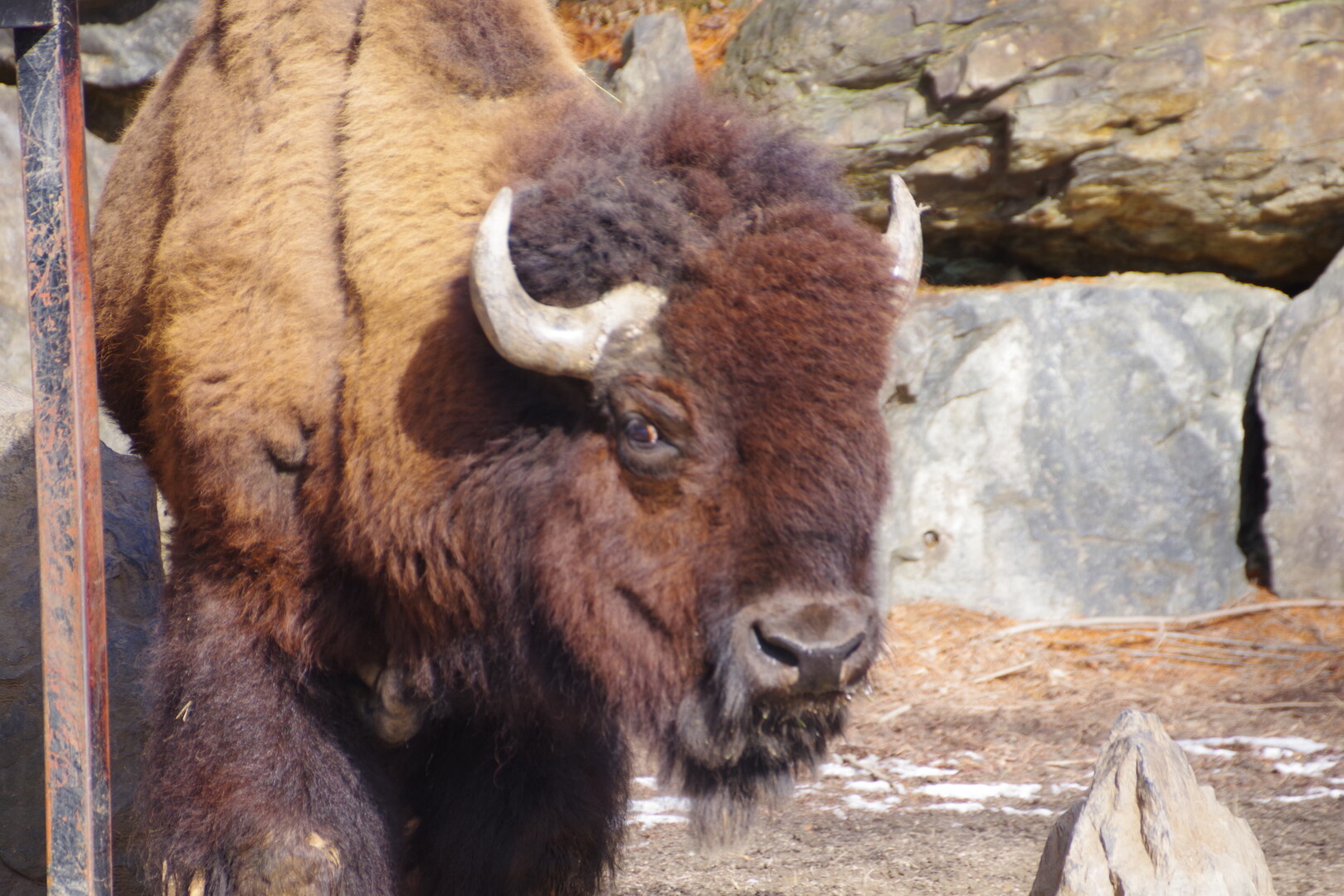 冬の臨時開園 盛岡市動物公園 岩手県盛岡市 盛岡市の写真21枚目 偶蹄目ウシ科 アメリカバイソン Yamap ヤマップ