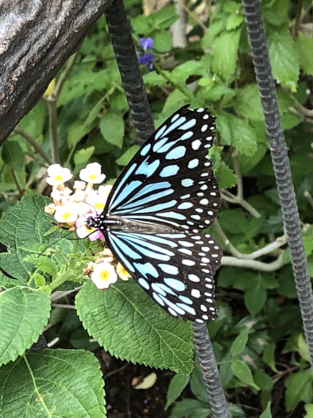 多摩動物公園でウォーキング 多摩市の写真10枚目 温室に無数の蝶 Yamap ヤマップ