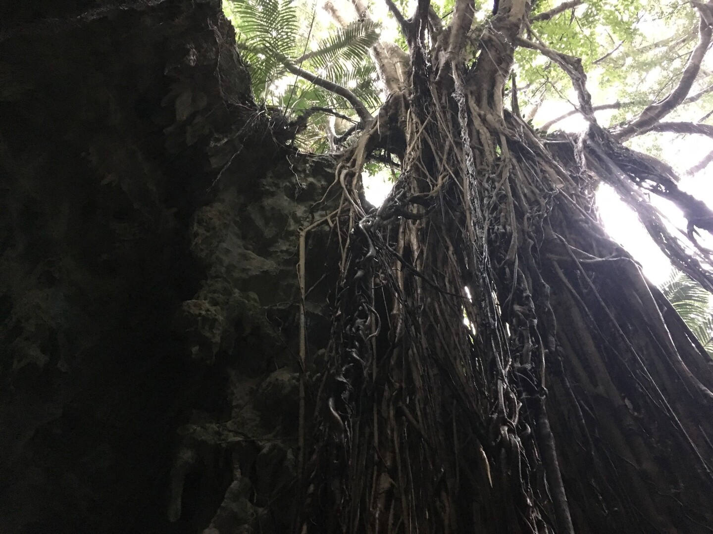ガンガラーの谷 那覇市 沖縄南部 の写真24枚目 巨大ガジュマルを下から見上げる ガジュマ Yamap ヤマップ