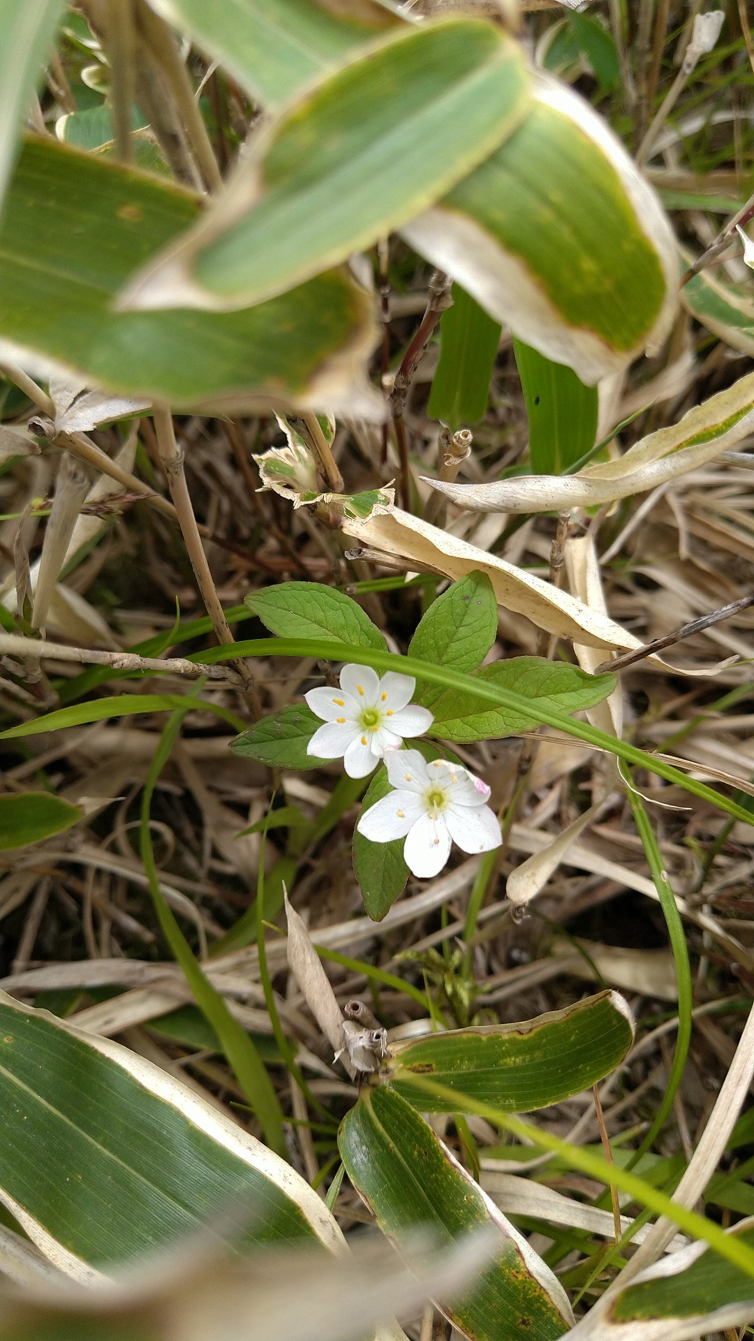 銅山峰の小さな妖精に魅せられて 久し振りのレイニーハイクin西山 東山 西赤石山 ネイ ビーさんの東赤石山 西赤石山 物住頭の活動日記 Yamap ヤマップ