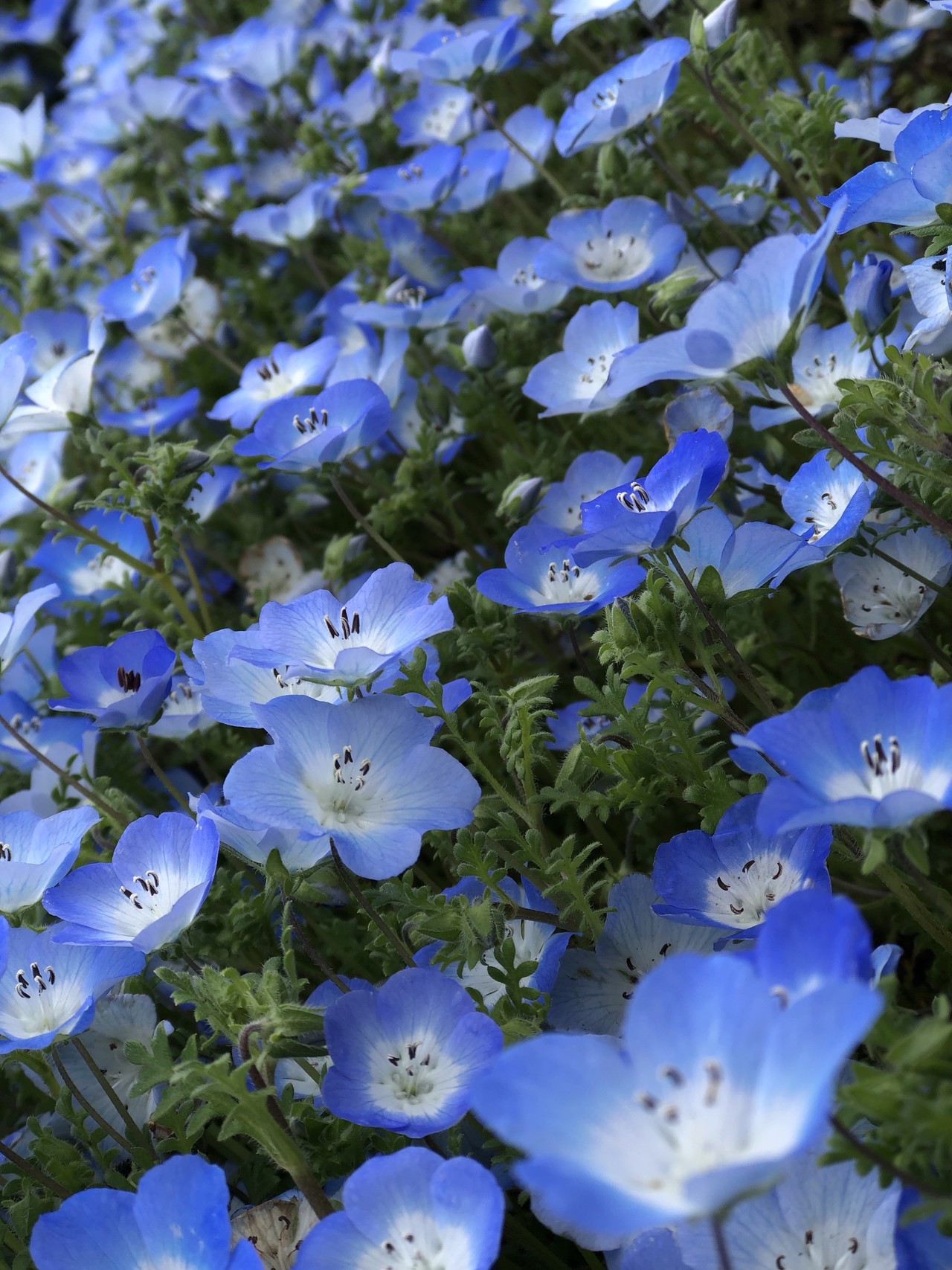 青いチングルマを求めて ﾟネモフィラ ﾟひたち海浜公園 Hichanさんの水戸市の活動日記 Yamap ヤマップ