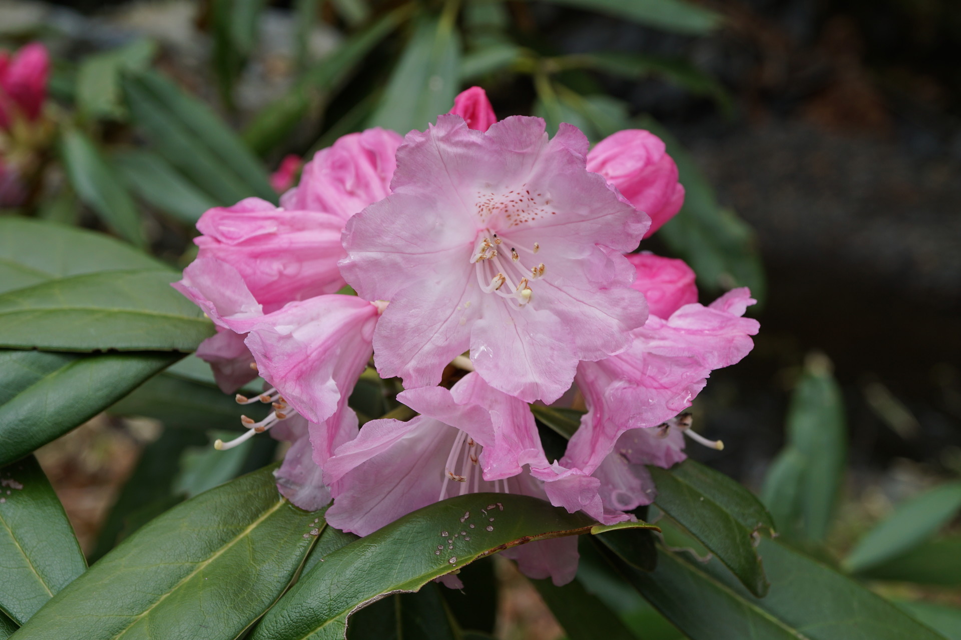 天然記念物のホンシャクナゲの群生を見に 日野町鎌掛のしゃくなげ渓へ ななぱふさんの綿向山の活動日記 Yamap ヤマップ