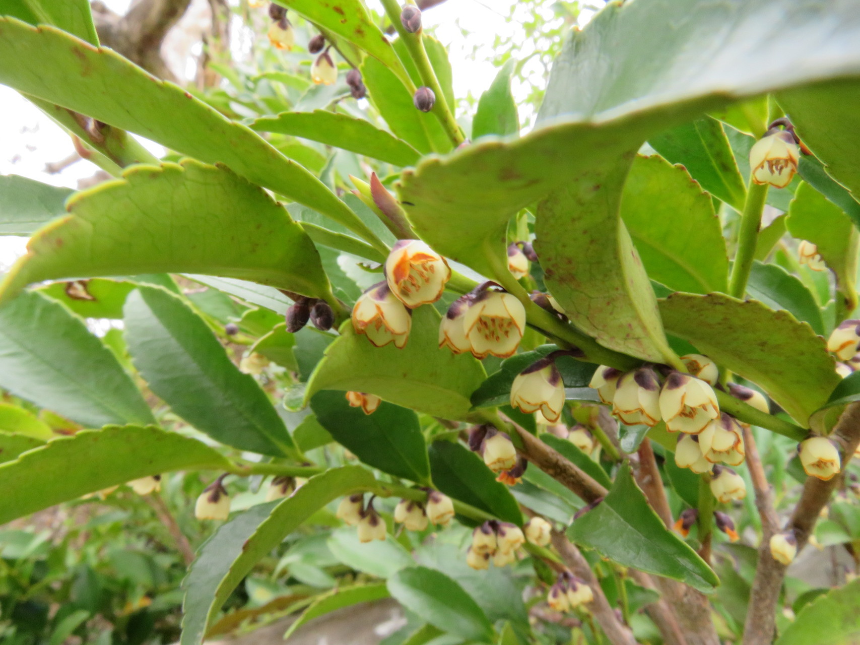 猿倉山 御前山へ カタクリを見に Manoさんの小佐波御前山の活動日記 Yamap ヤマップ
