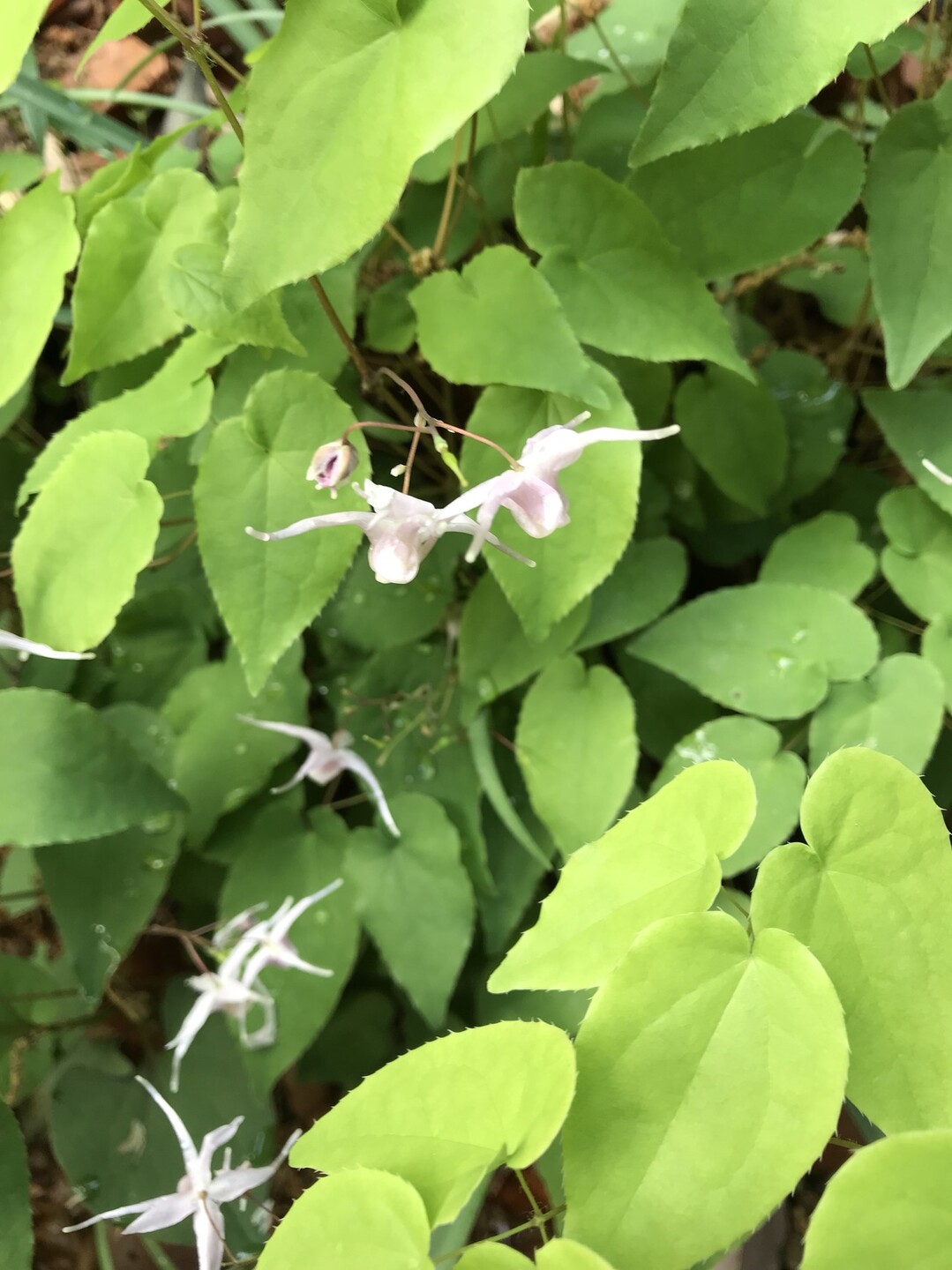 花がいっぱいの東高根森林公園へ ずおずおむさんの東京都23区 西エリアの活動日記 Yamap ヤマップ