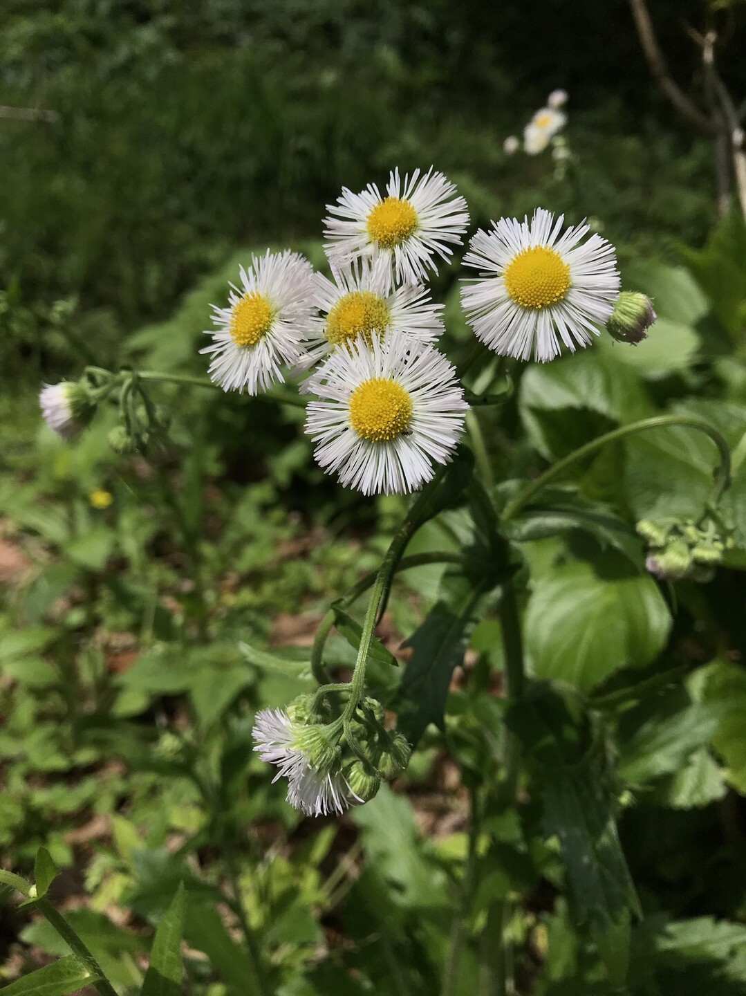 花がいっぱいの東高根森林公園へ ずおずおむさんの東京都23区 西エリアの活動日記 Yamap ヤマップ