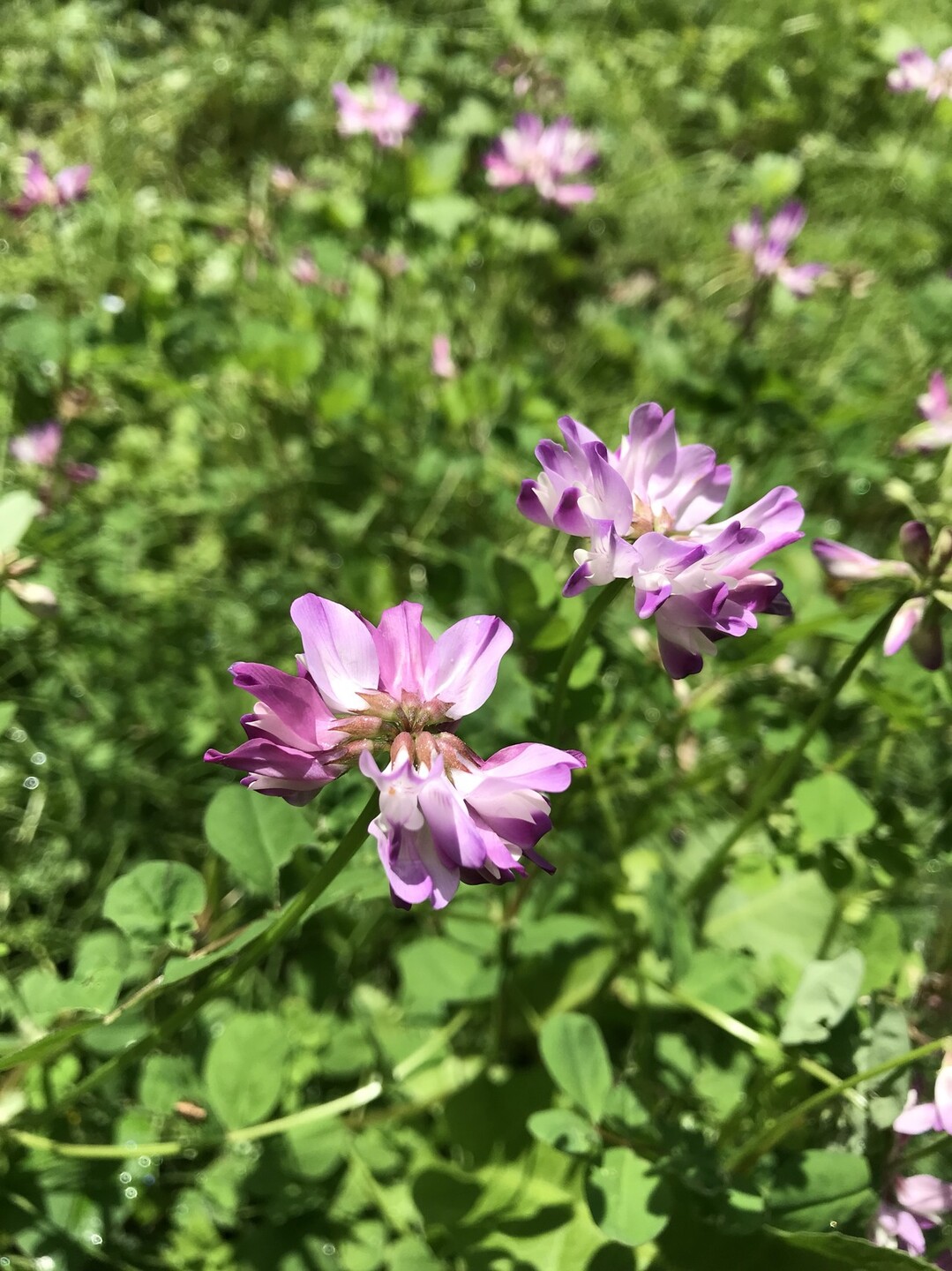花がいっぱいの東高根森林公園へ ずおずおむさんの東京都23区 西エリアの活動日記 Yamap ヤマップ