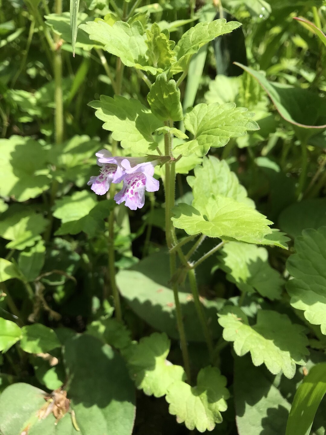 花がいっぱいの東高根森林公園へ ずおずおむさんの東京都23区 西エリアの活動日記 Yamap ヤマップ