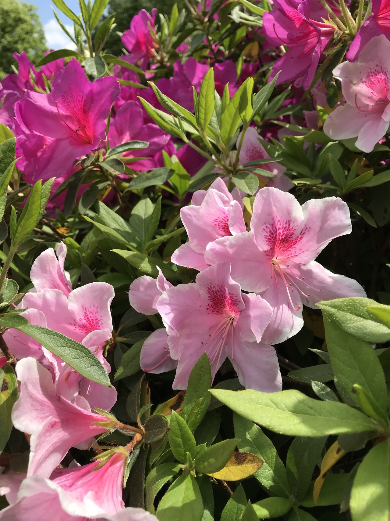 花がいっぱいの東高根森林公園へ ずおずおむさんの東京都23区 西エリアの活動日記 Yamap ヤマップ