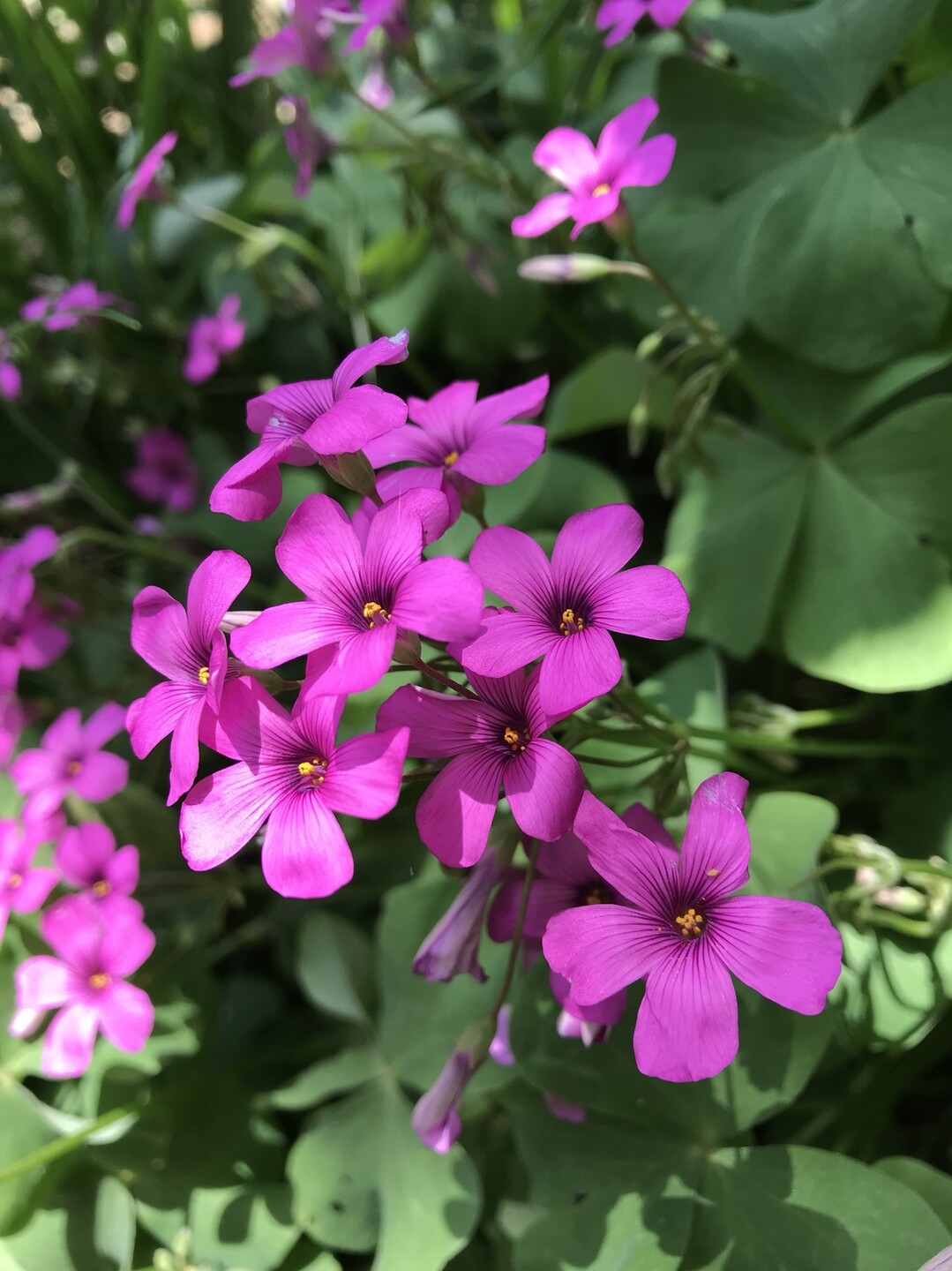 花がいっぱいの東高根森林公園へ 東京都23区 西エリアの写真21枚目 イモカタバミ 花期は4 6月と9 12月 Yamap ヤマップ