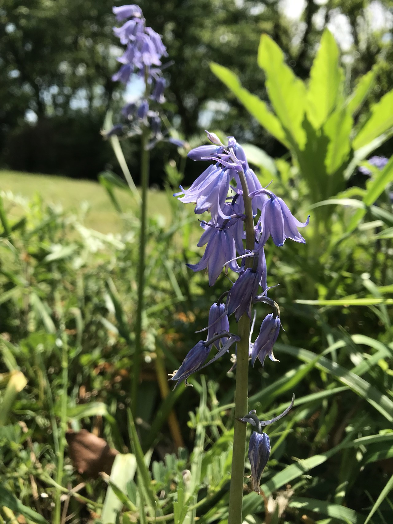 花がいっぱいの東高根森林公園へ ずおずおむさんの東京都23区 西エリアの活動日記 Yamap ヤマップ