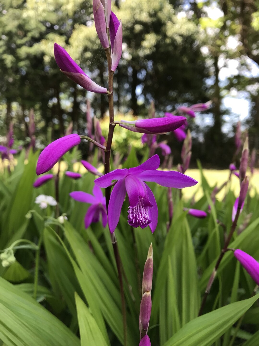 花がいっぱいの東高根森林公園へ ずおずおむさんの東京都23区 西エリアの活動日記 Yamap ヤマップ