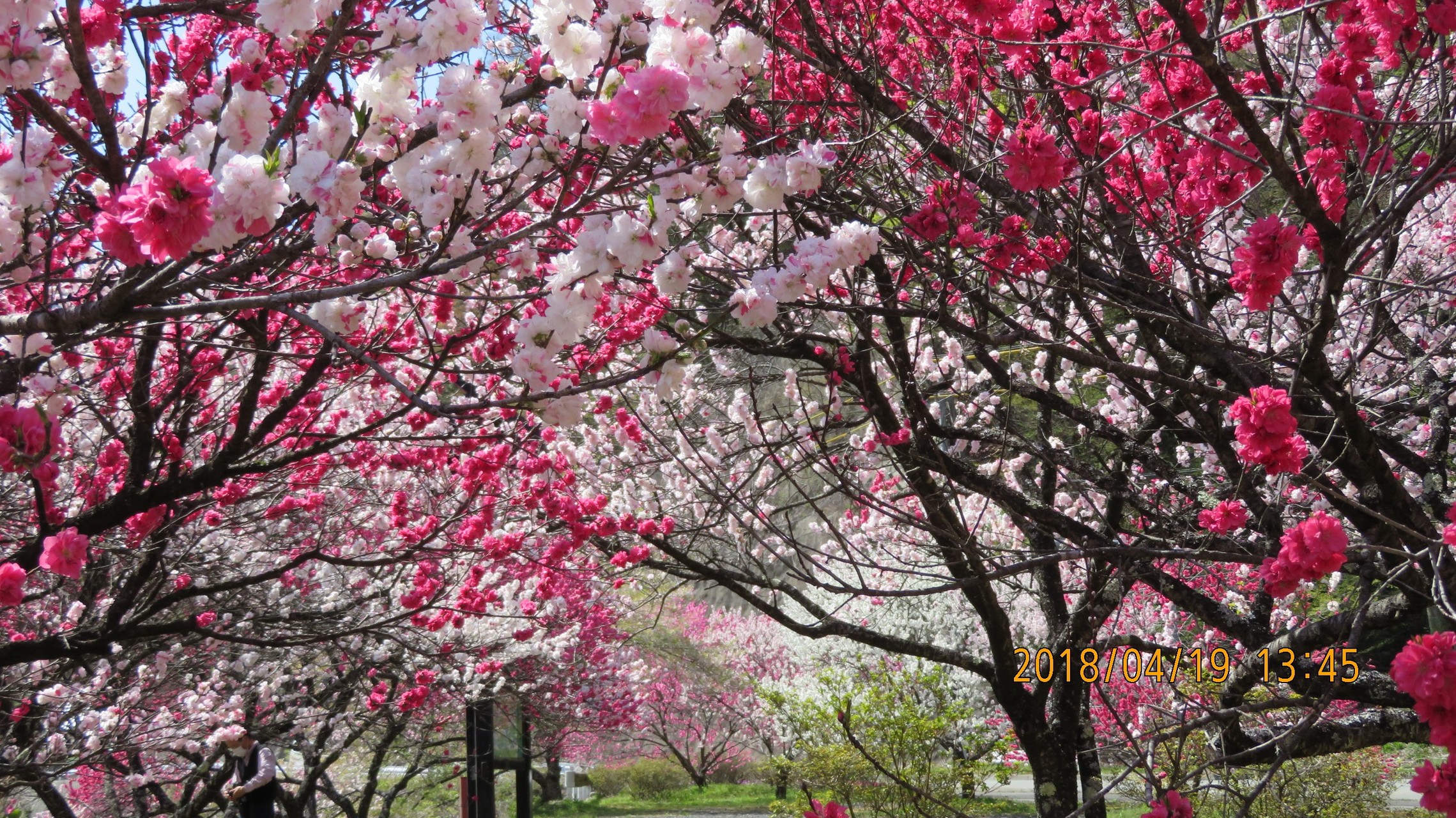 桜神様 木曜日 沿え