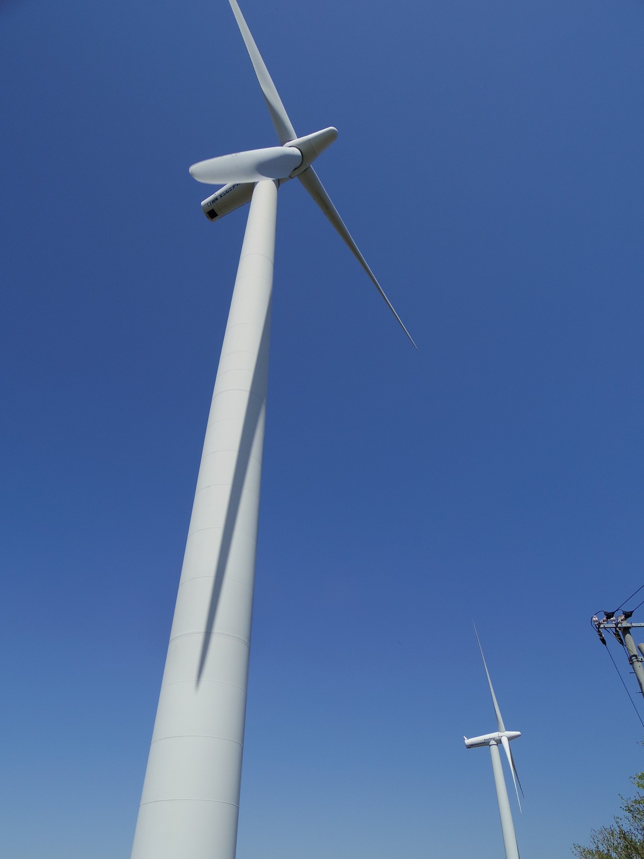 娘を騙して大川原高原でカタクリ探し 顔文字dさんの四国遍路その1の活動データ Yamap ヤマップ