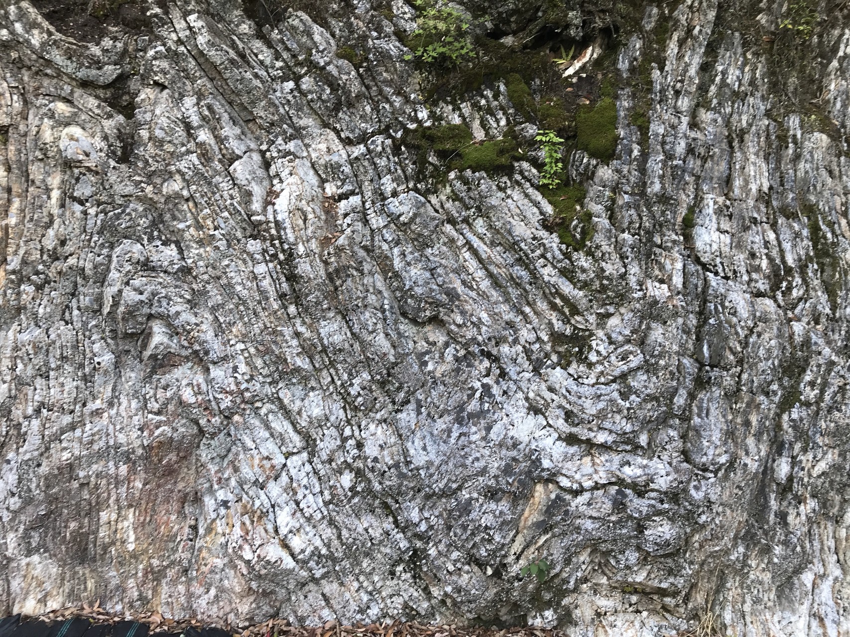 タモリさんが食いついたチャート かずやさんの金華山 岐阜県 洞山 舟伏山の活動データ Yamap ヤマップ