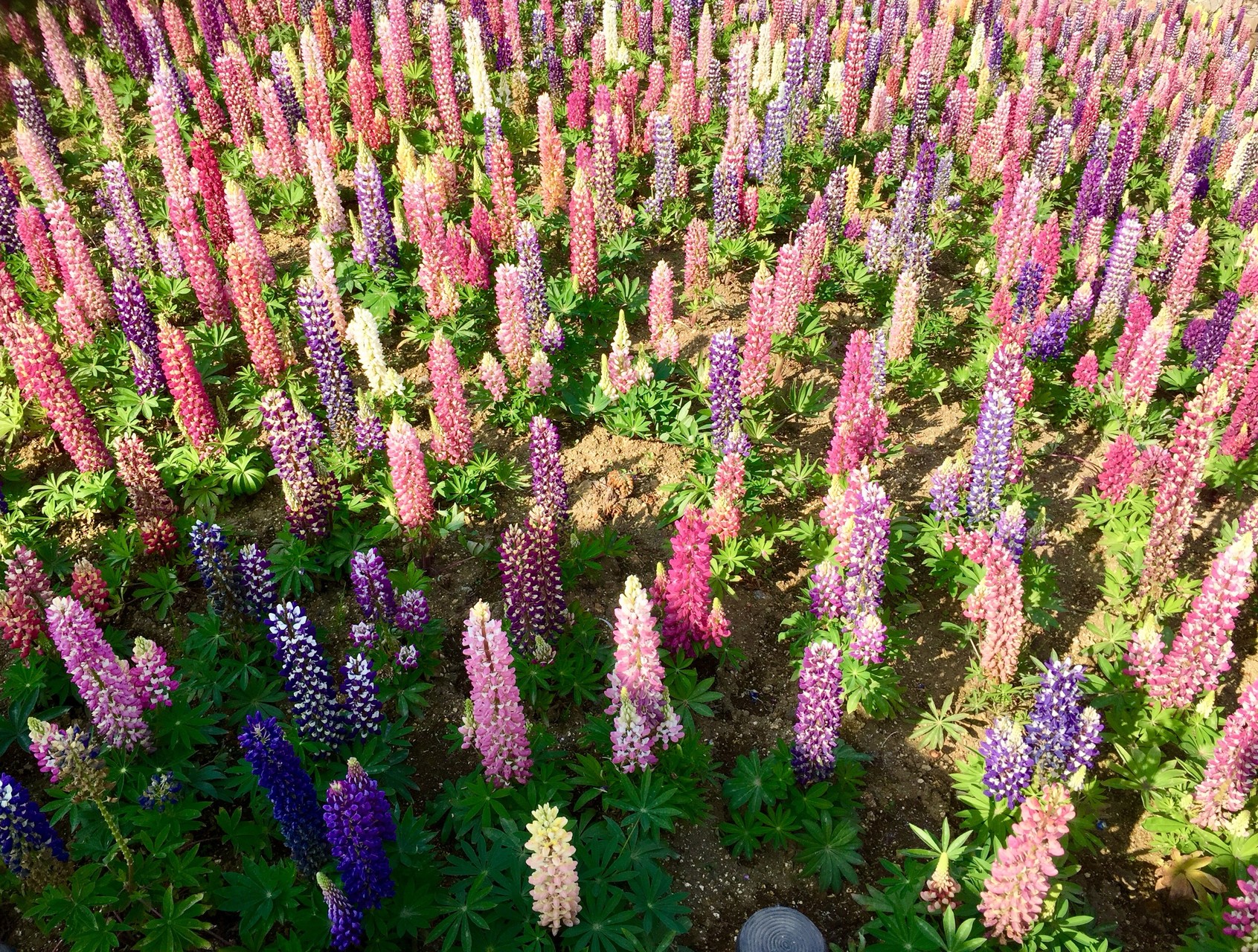 鹿沼市花木センター いつの間にか茂呂山 Hit Omi 自粛中さんの宇都宮市の活動データ Yamap ヤマップ